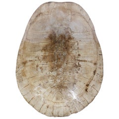 Scrimshaw Blonde Turtle Shell Carapace, 19th Century Taxidermy