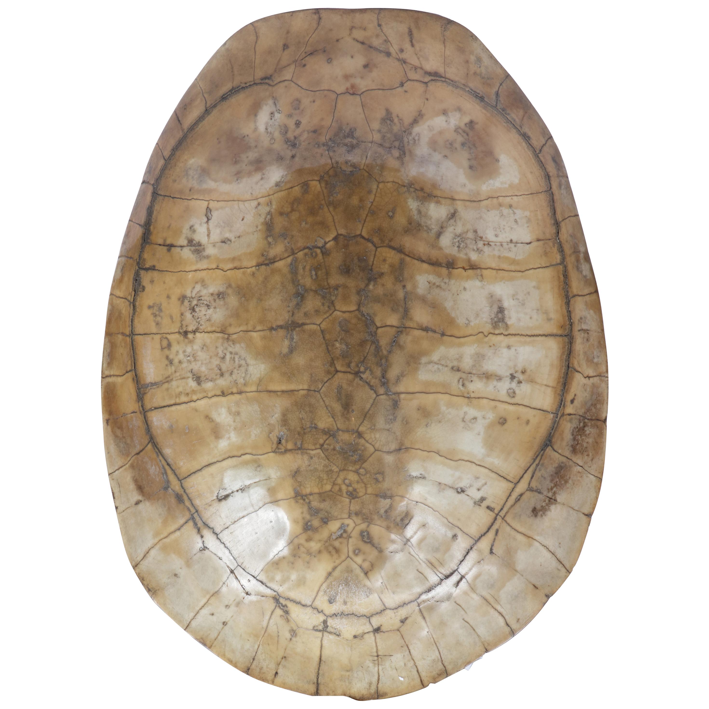 Scrimshaw Blonde Turtle Shell Carapace, Early 20th Century Taxidermy