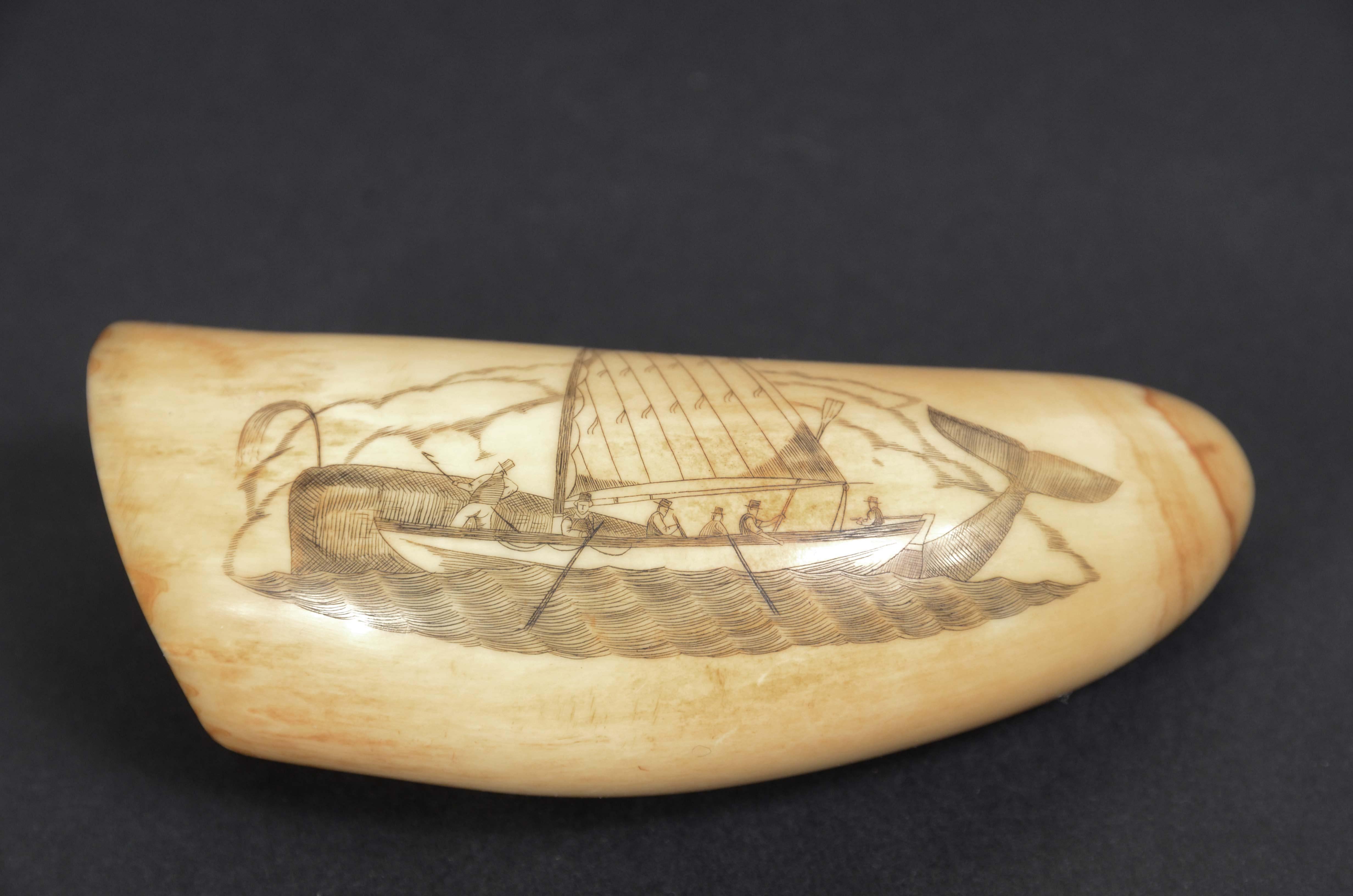 Scrimshaw of an engraved whale tooth, of fine workmanship datable to around the  mid-19th century, length 10.8 cm, depicting small rowing boat  with  sail and 6 men on board, one of them in the act  of harpooning a whale larger than the boat. On the