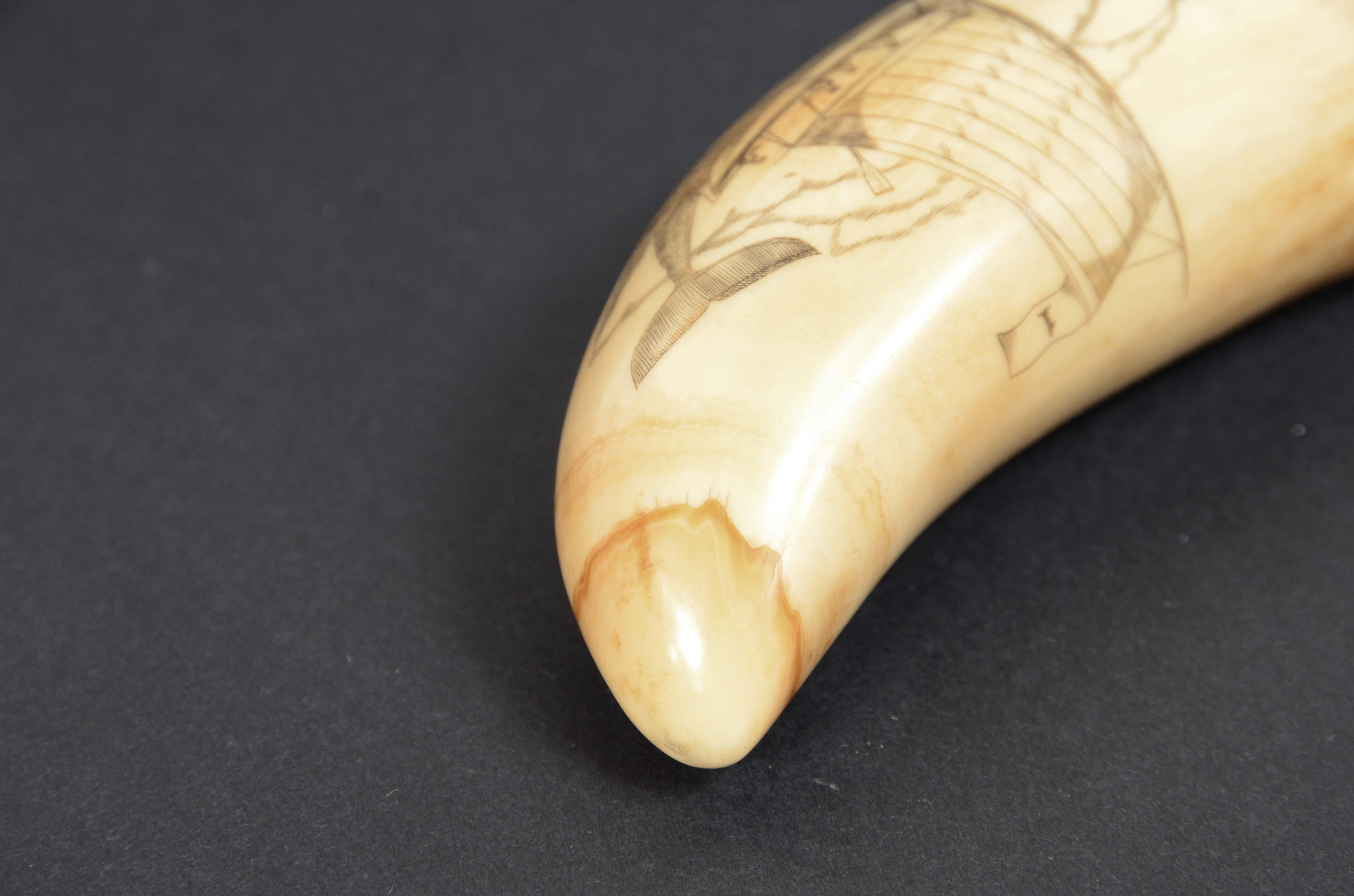 Teeth Scrimshaw whale tooth engraving of fine workmanship dated around 1850 For Sale