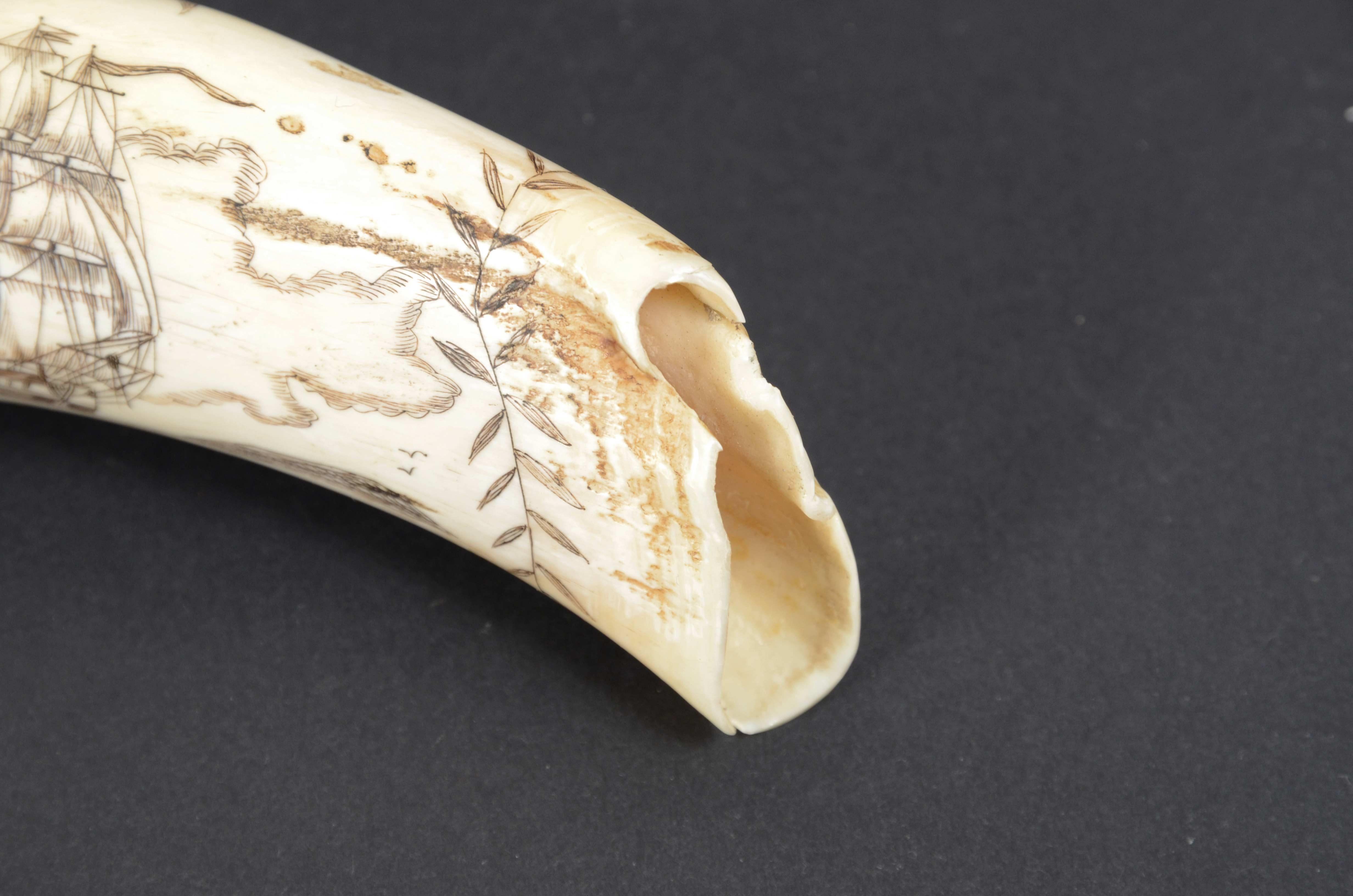 Scrimshaw of whale tooth with whaler named Fox and engraved Greek vase 1850s 7