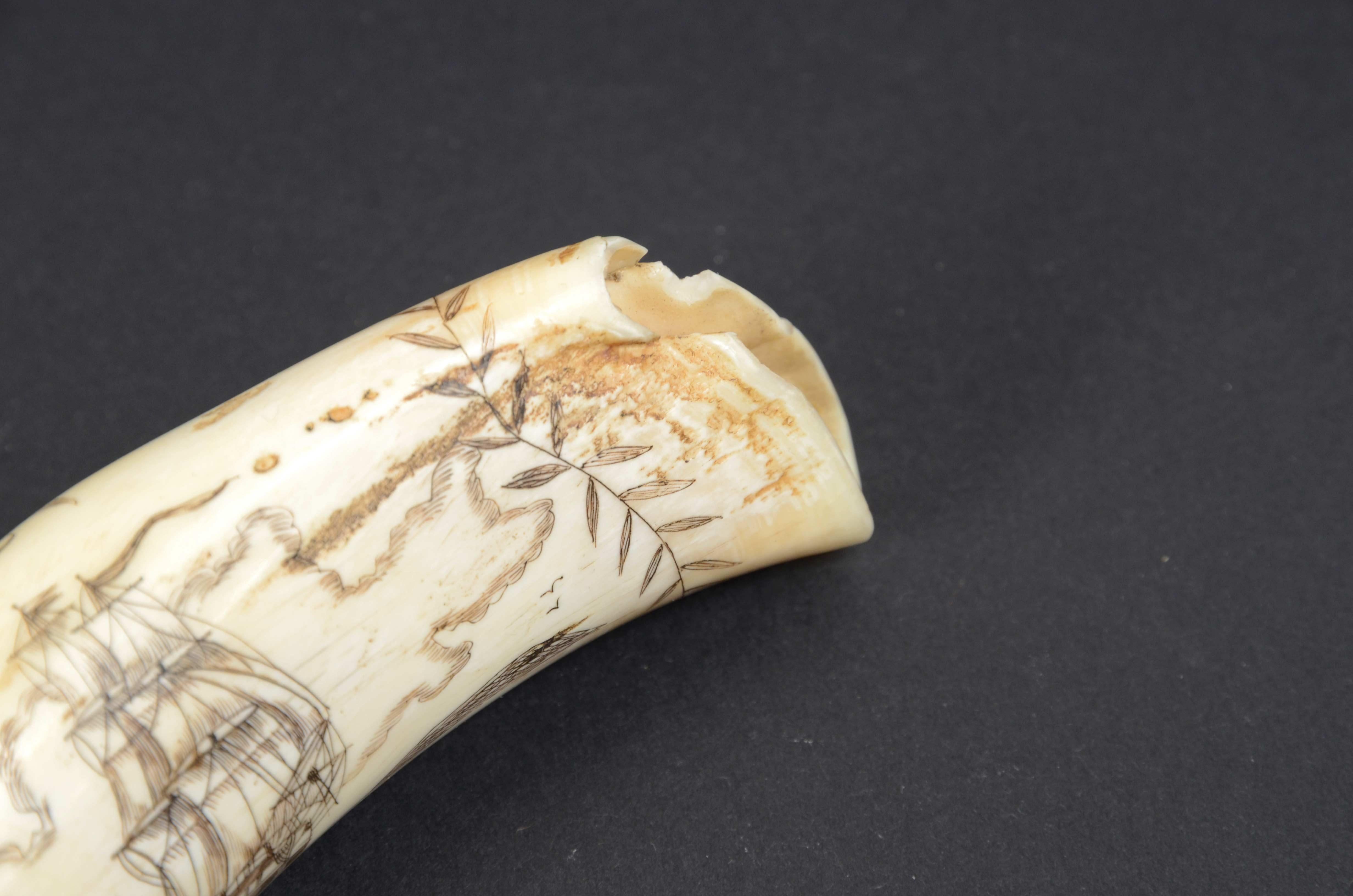 Scrimshaw of whale tooth with whaler named Fox and engraved Greek vase 1850s 8