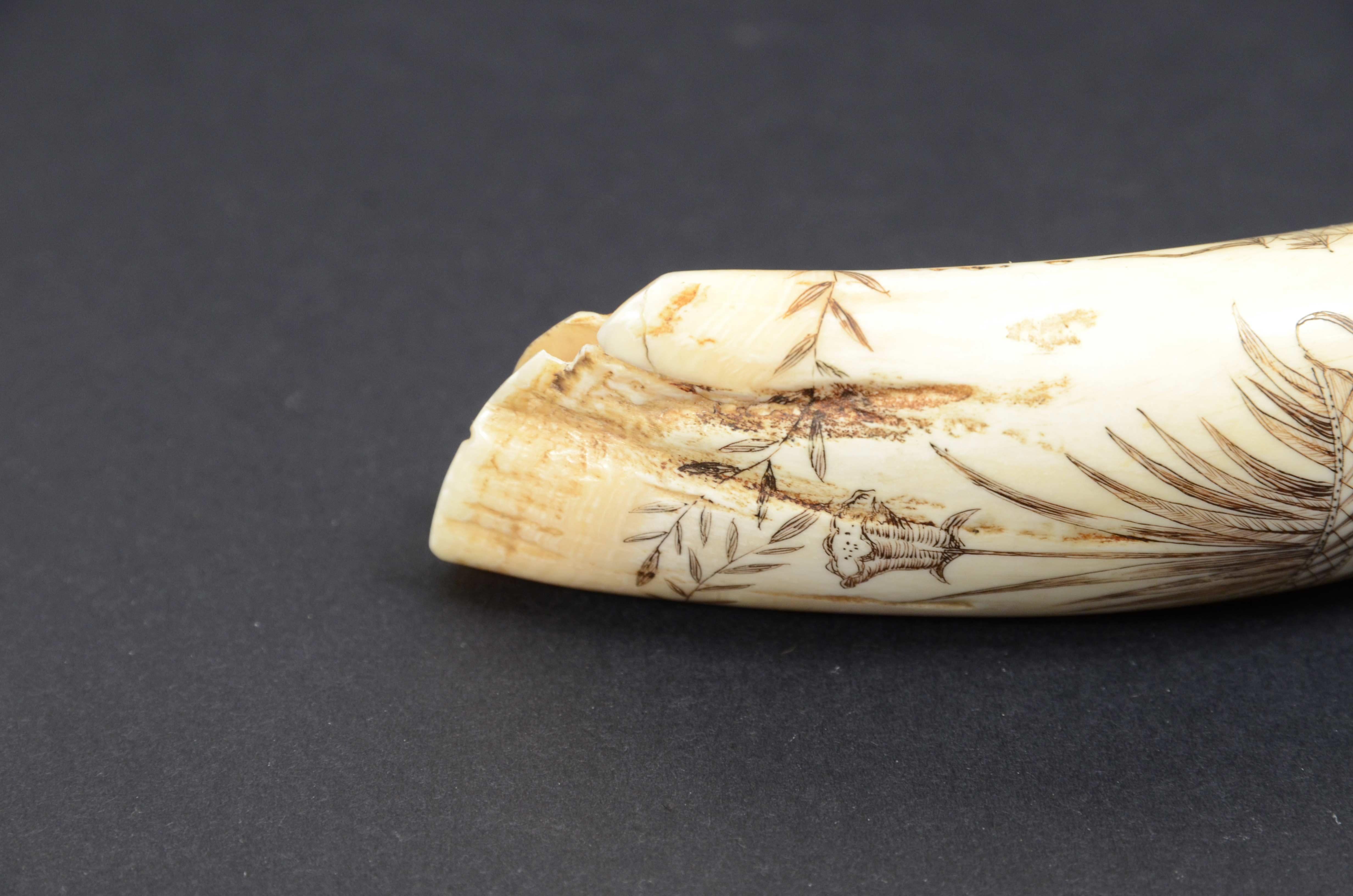 Scrimshaw of whale tooth with whaler named Fox and engraved Greek vase 1850s 9
