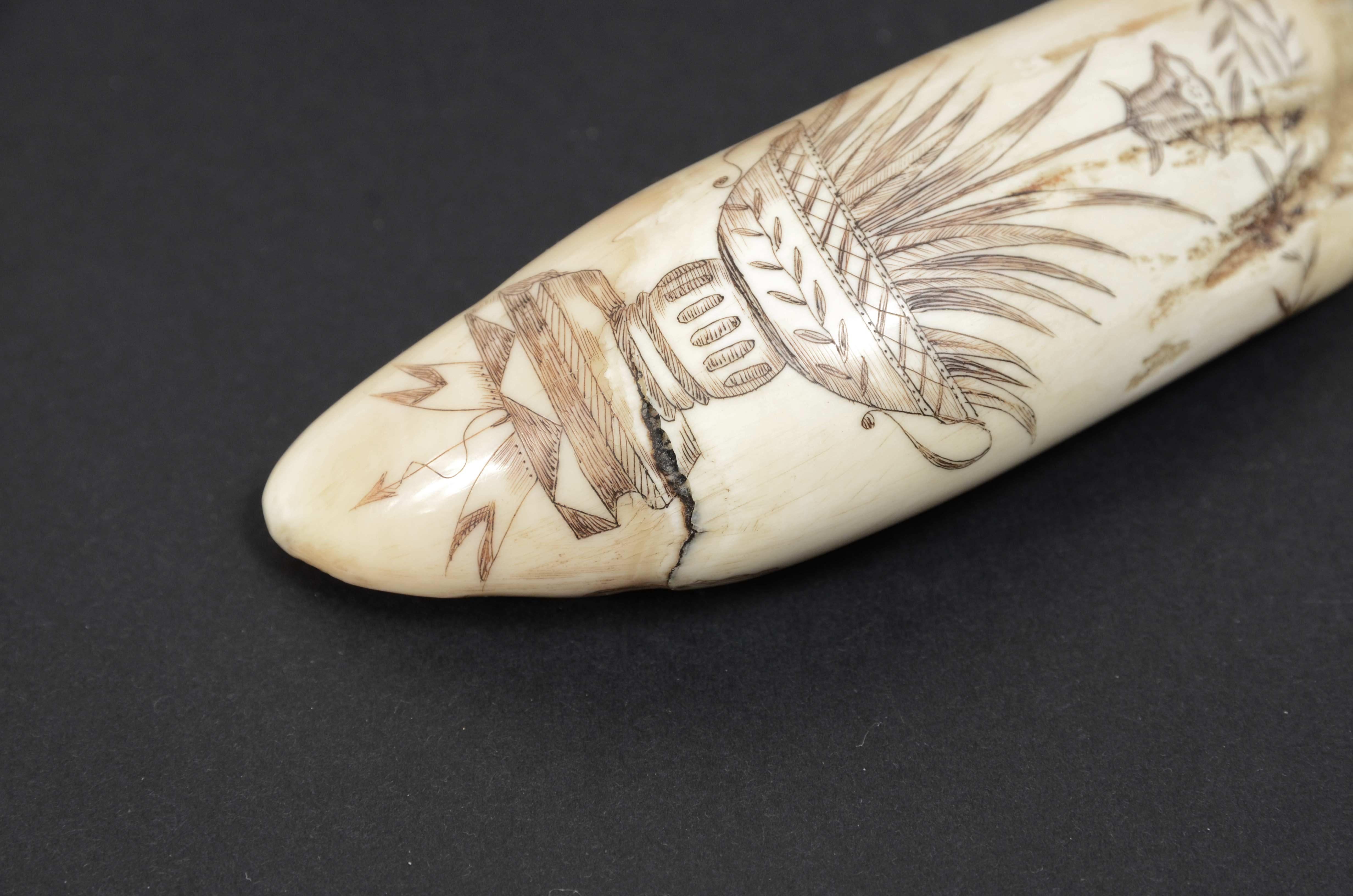 Scrimshaw of whale tooth with whaler named Fox and engraved Greek vase 1850s 10