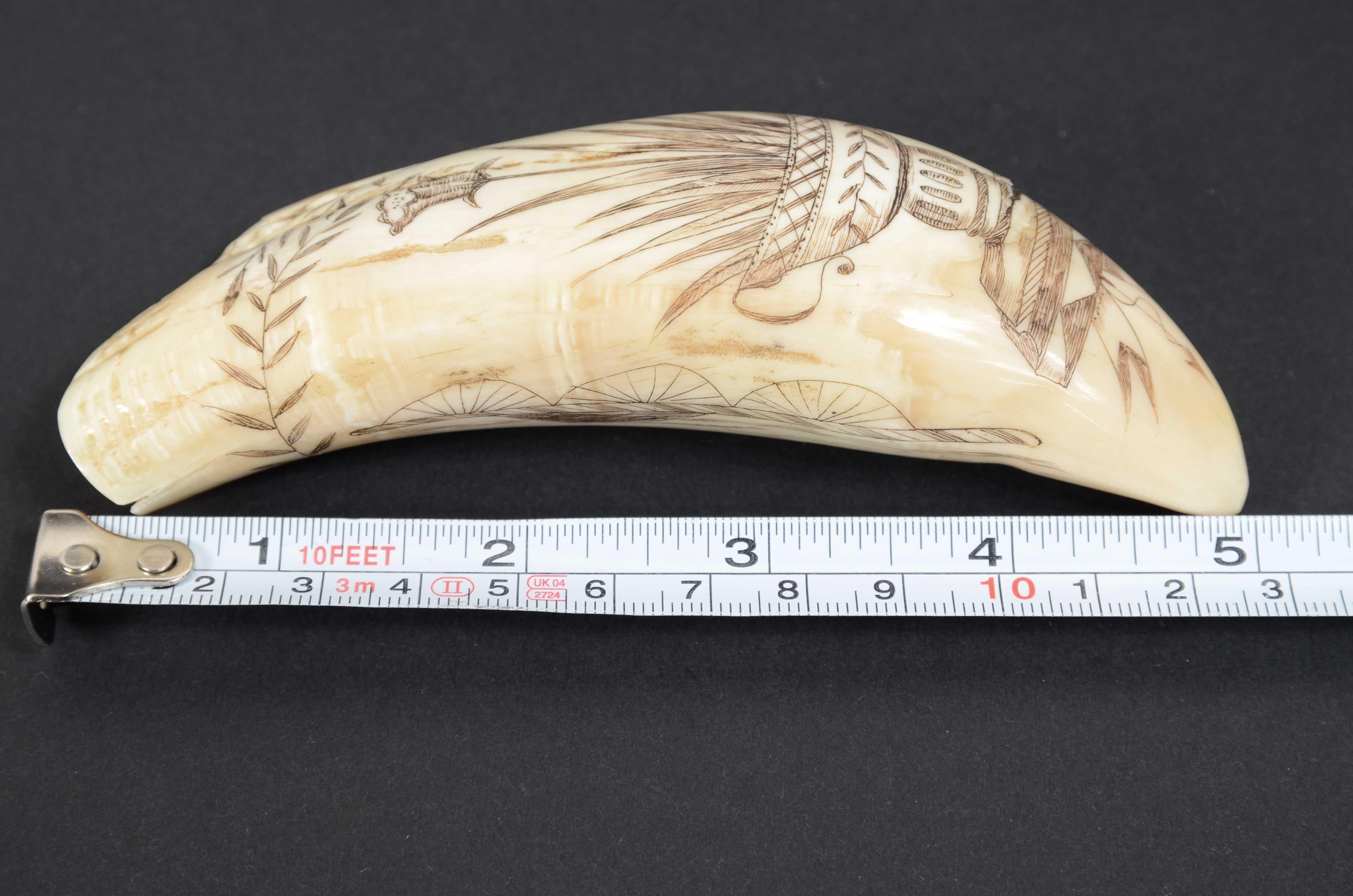 Scrimshaw of whale tooth with whaler named Fox and engraved Greek vase 1850s 4
