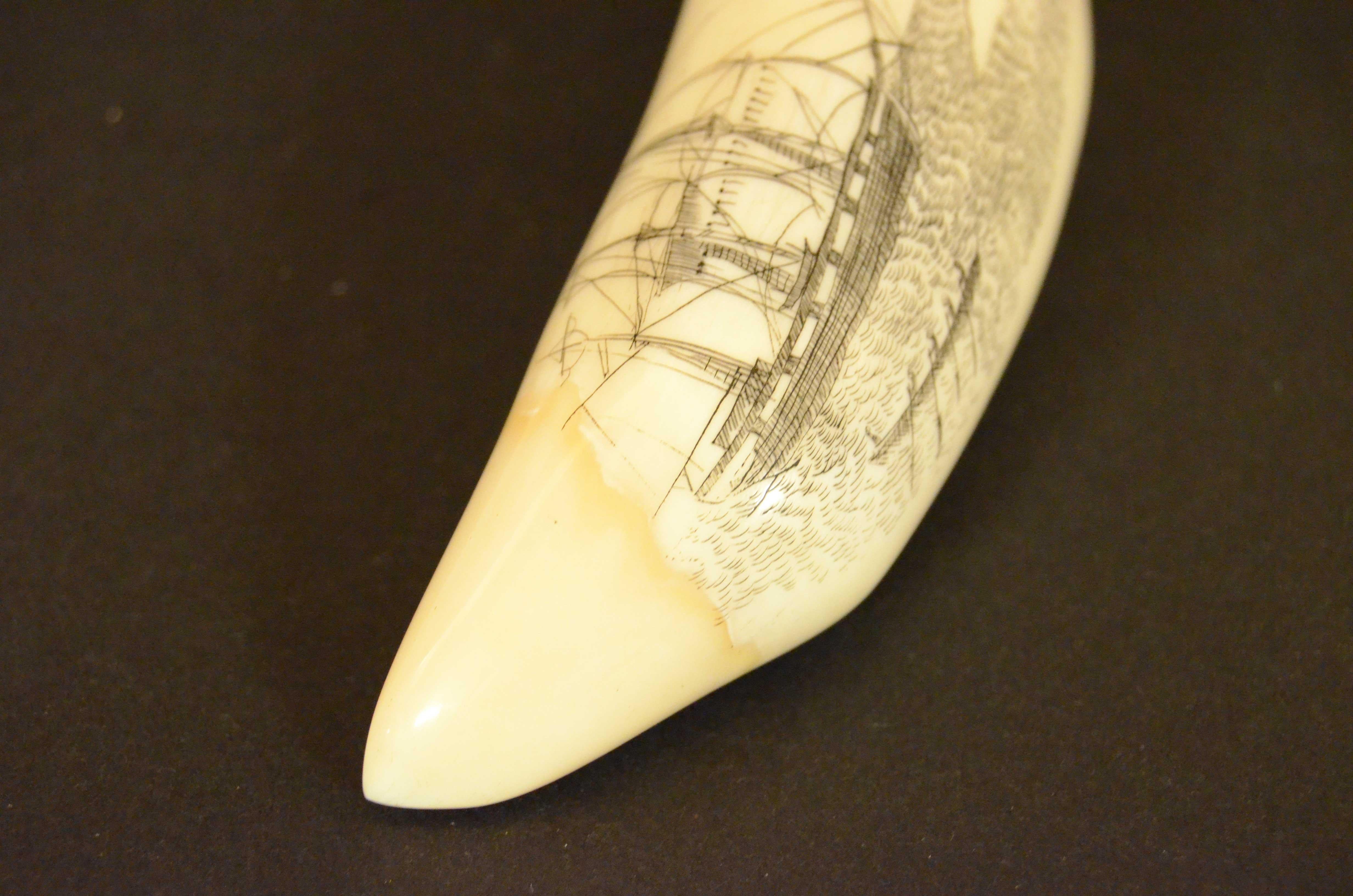 Scrimshaw di dente di balena inciso con veliero a tre alberi isola capanna palme 2
