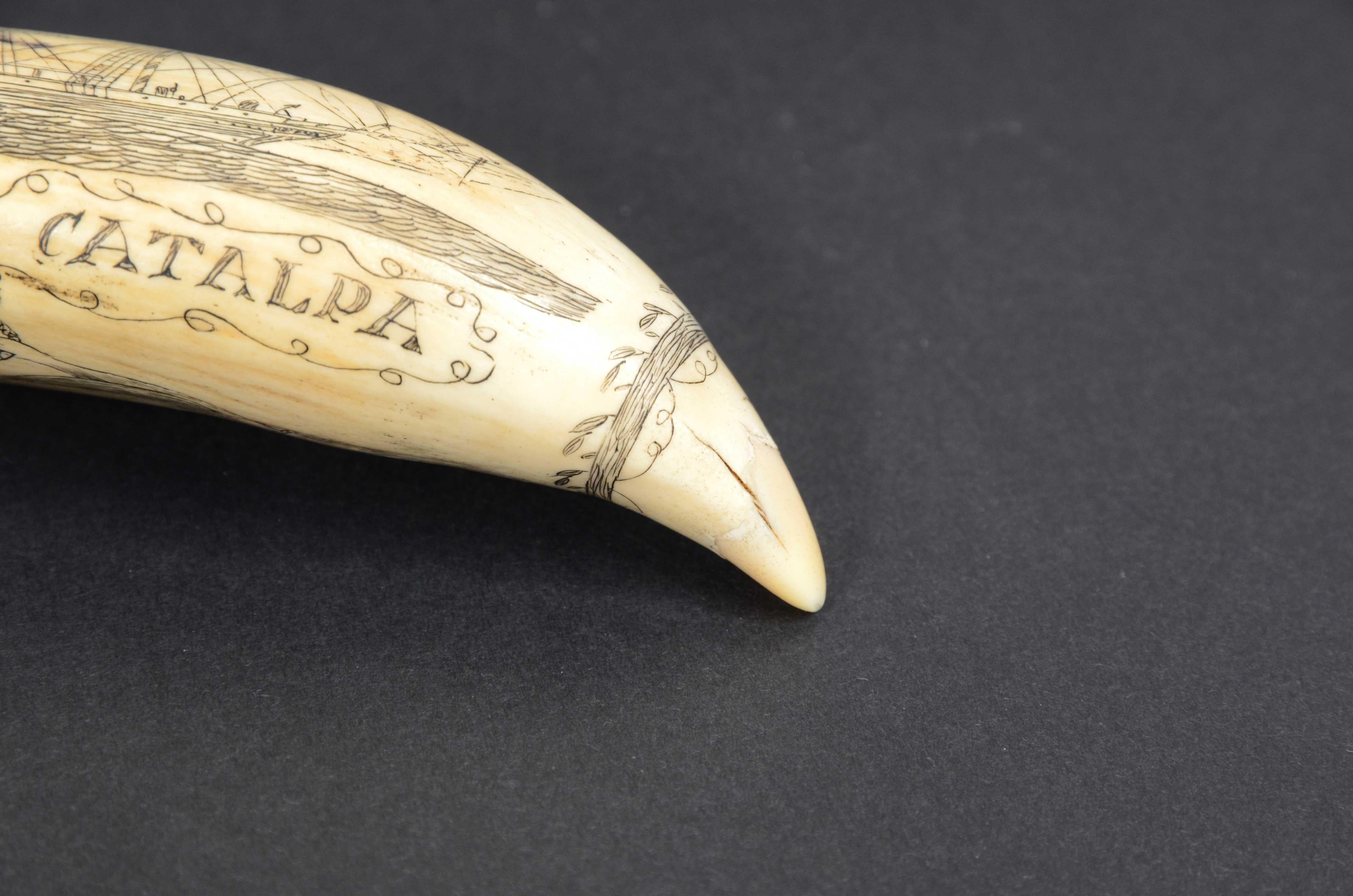 Scrimshaw of excellently made engraved whale's tooth dated around 1850 For Sale 8