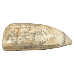 Scrimshaw de dent de baleine gravure d'excellente facture datant d'environ 1850