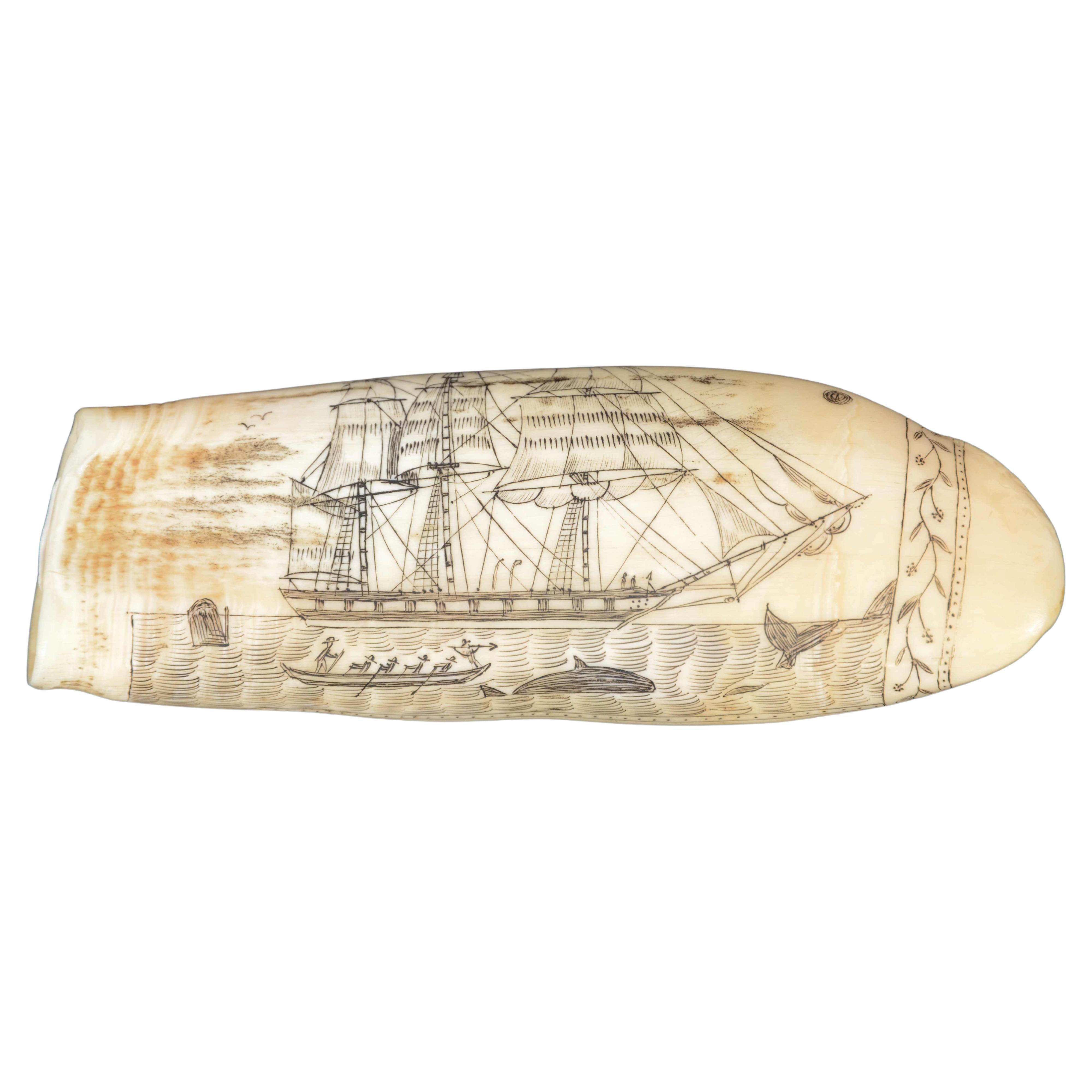 Engraved whale tooth scrimshaw of fine workmanship datable around  1850 For Sale