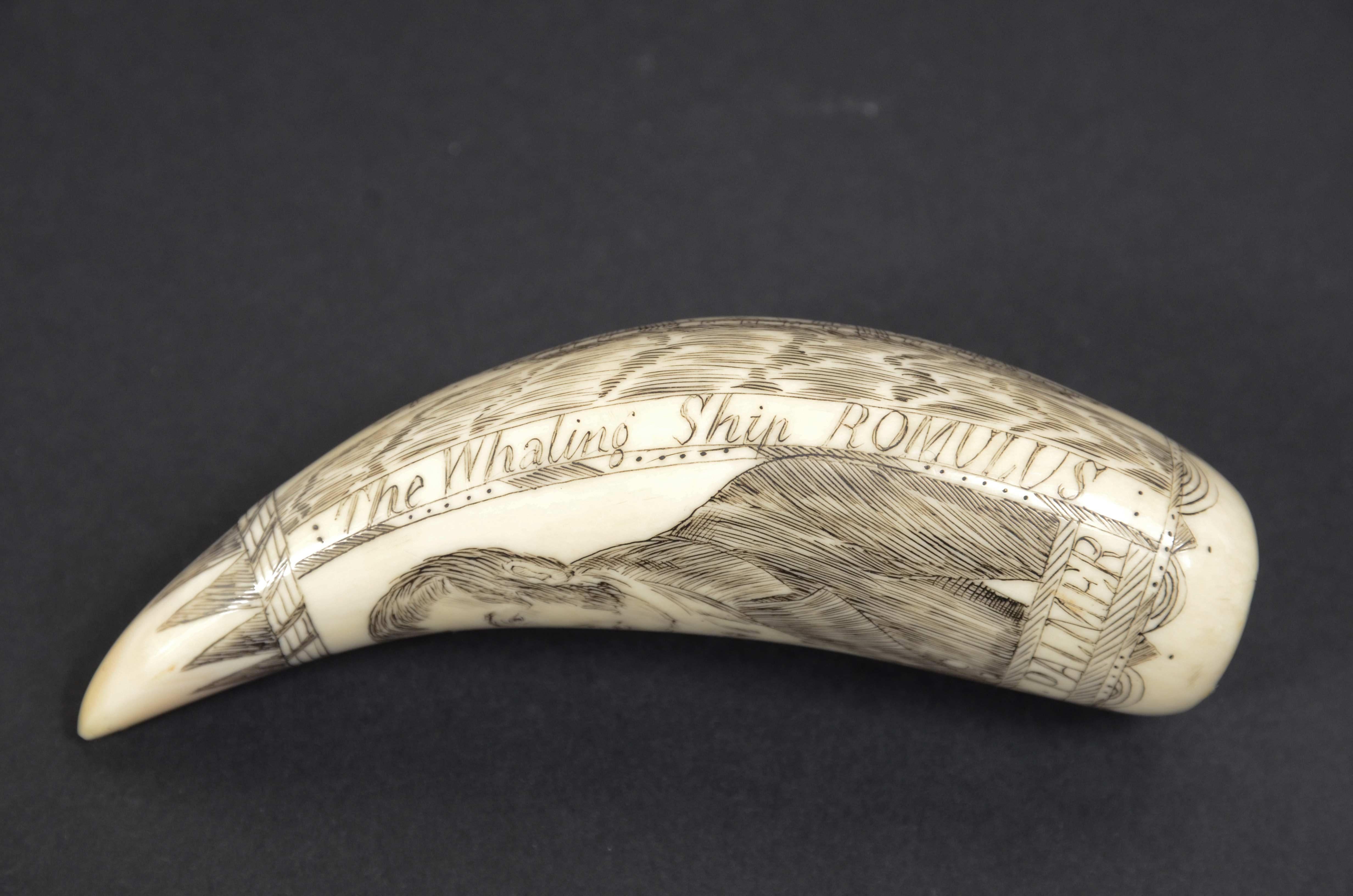 Scrimshaw of engraved whale tooth and excellent workmanship datable to around 1850 4