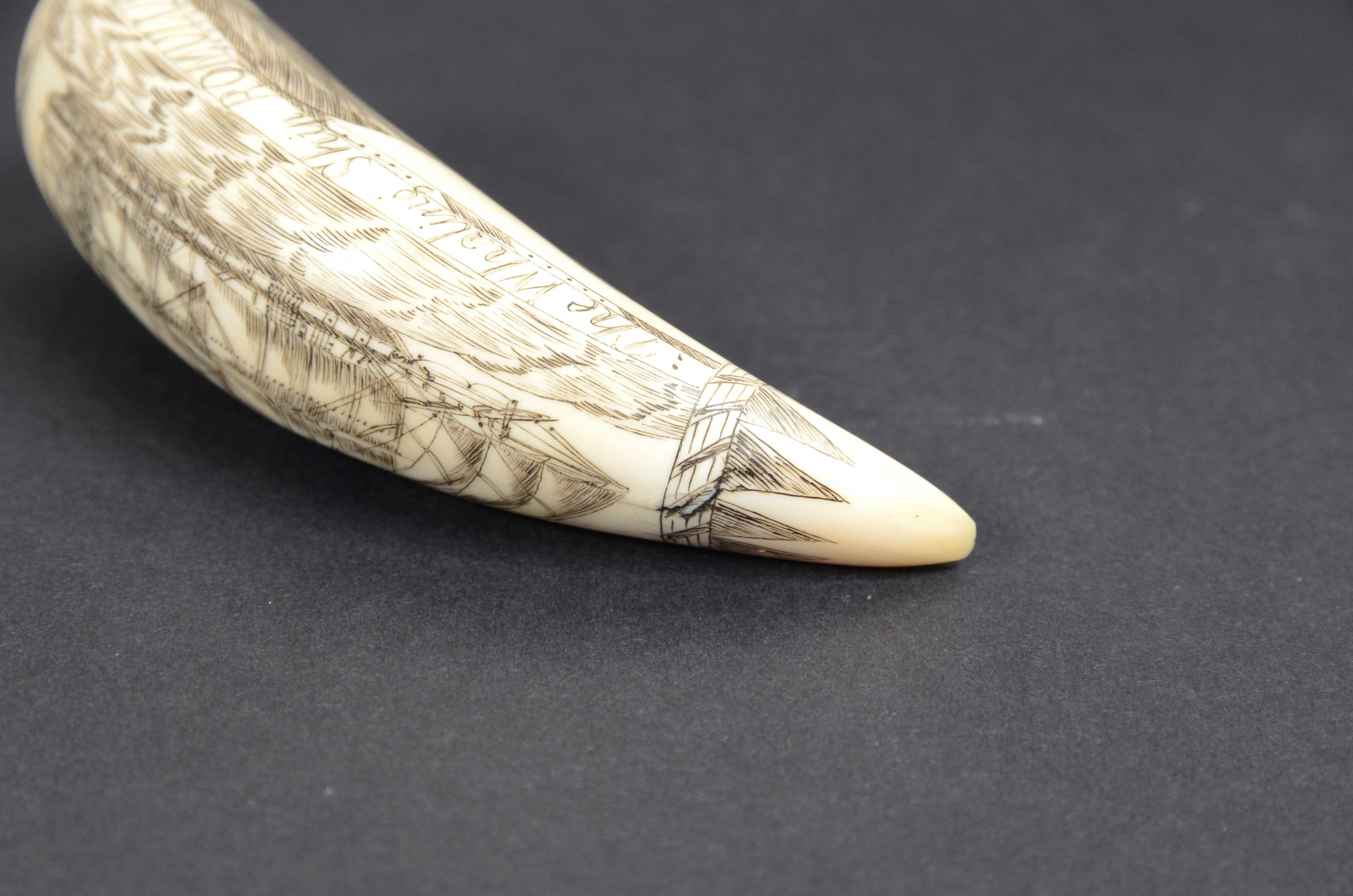 Scrimshaw of engraved whale tooth and excellent workmanship datable to around 1850 7