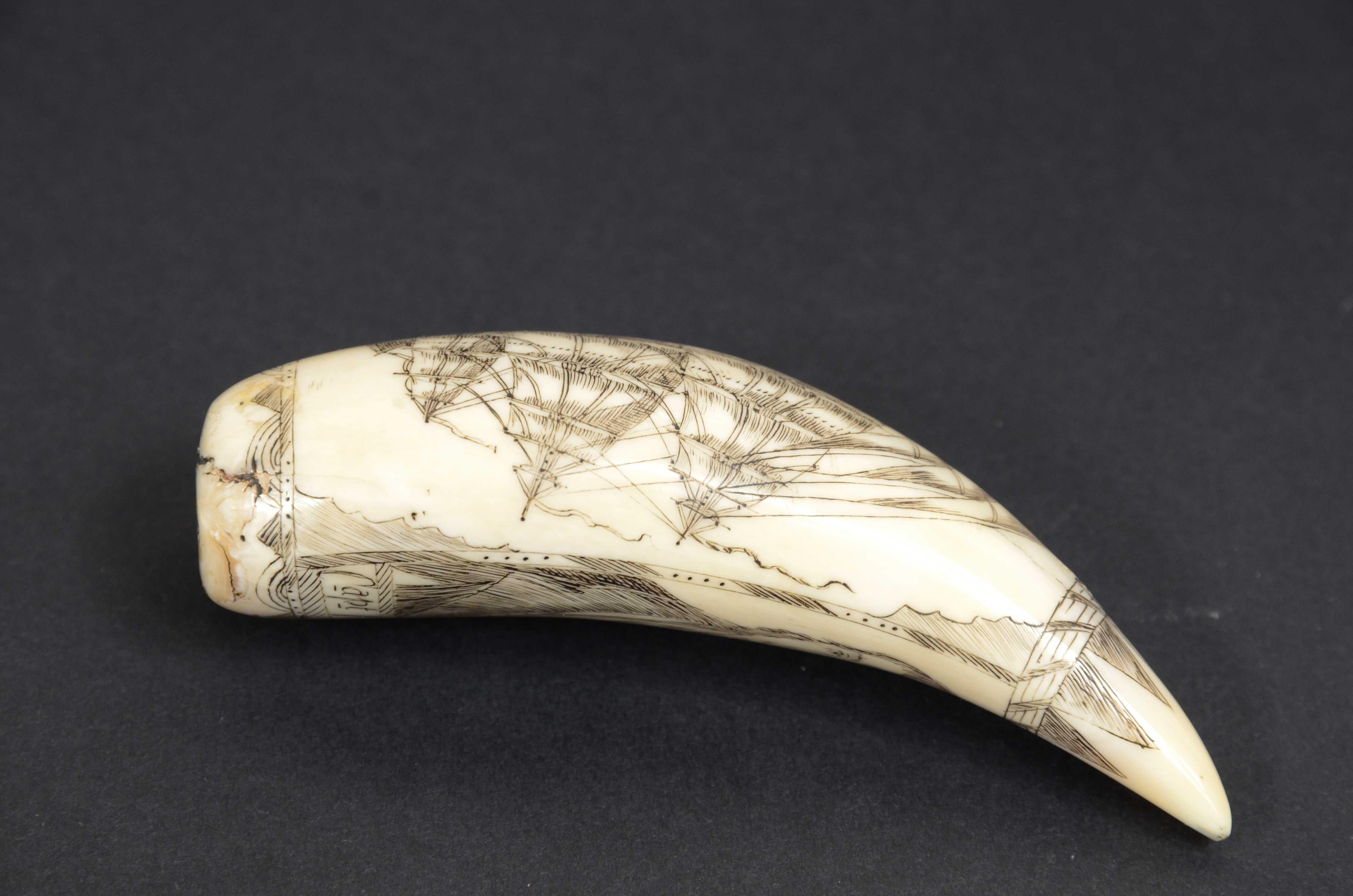 Scrimshaw of engraved whale tooth and excellent workmanship datable to around 1850 8