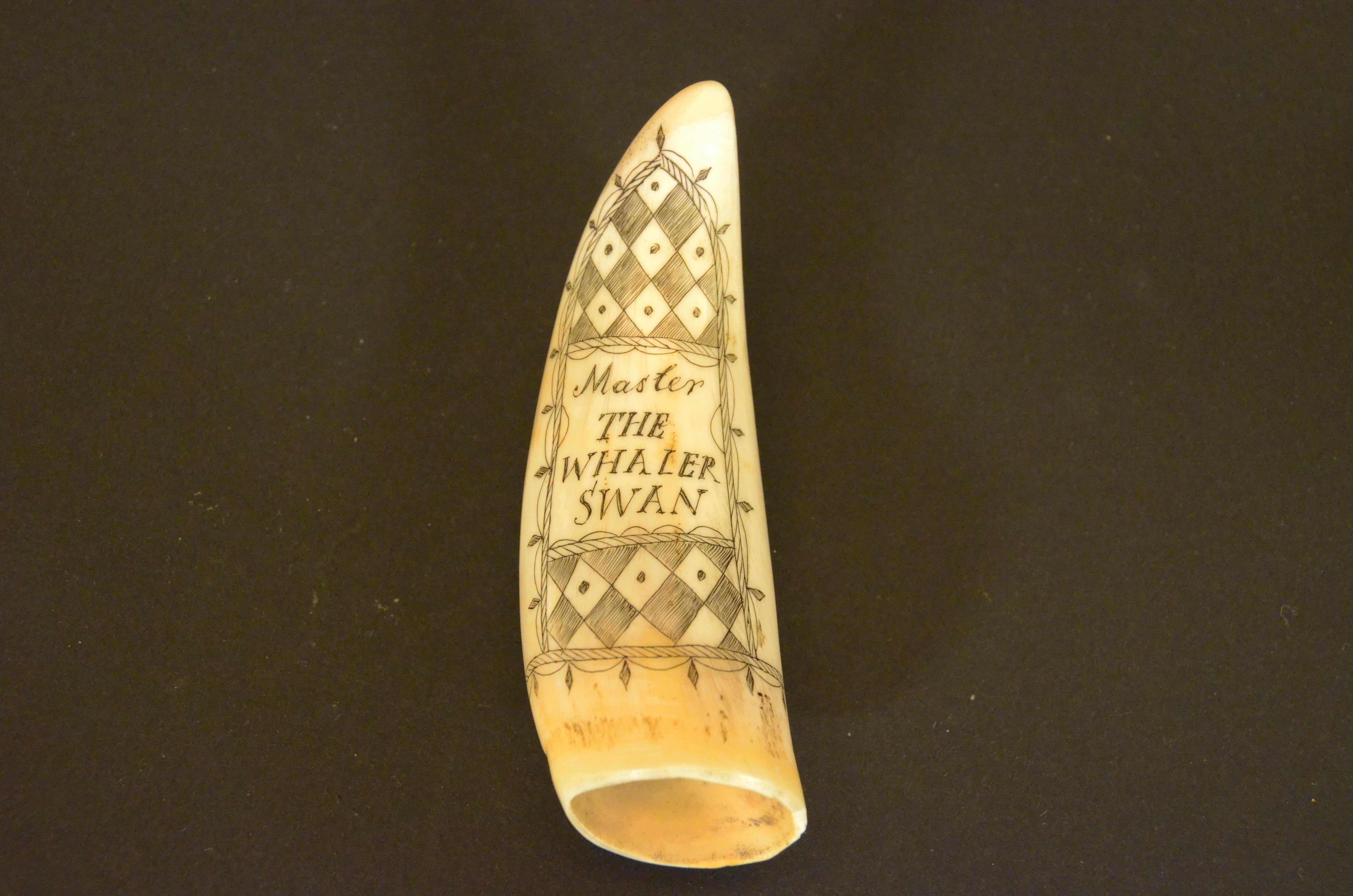 Scrimshaw of an engraved whale tooth, depicting on one side the half-bust of the smartly dressed and handsome Captain F. Swain. On the Back  the inscription Master  The WHALER SWAN framed by a rich cartouche. Datable to around the mid-19th