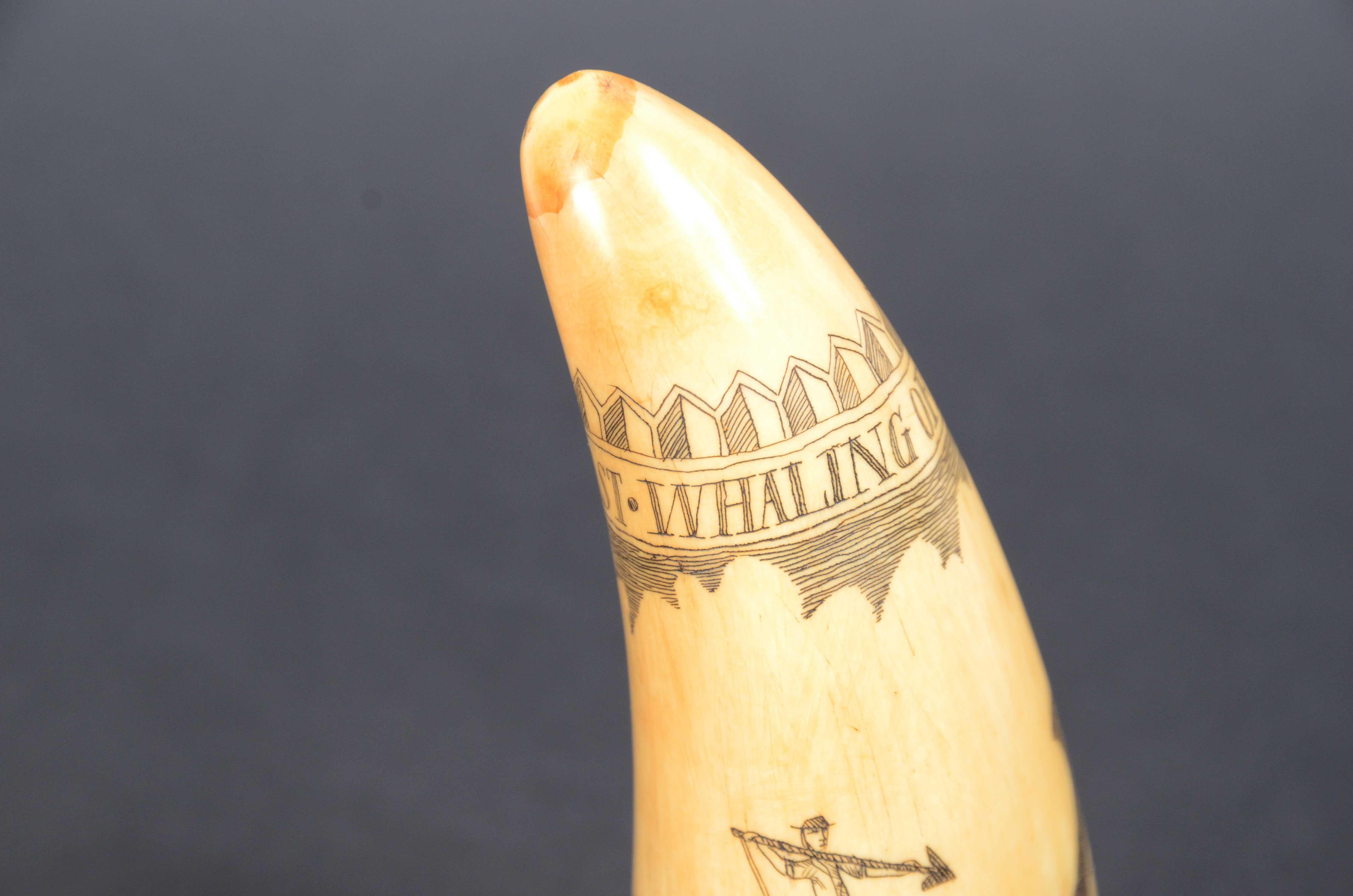 Scrimshaw of vertically engraved whale tooth valuable workmanship dated 1882 For Sale 5