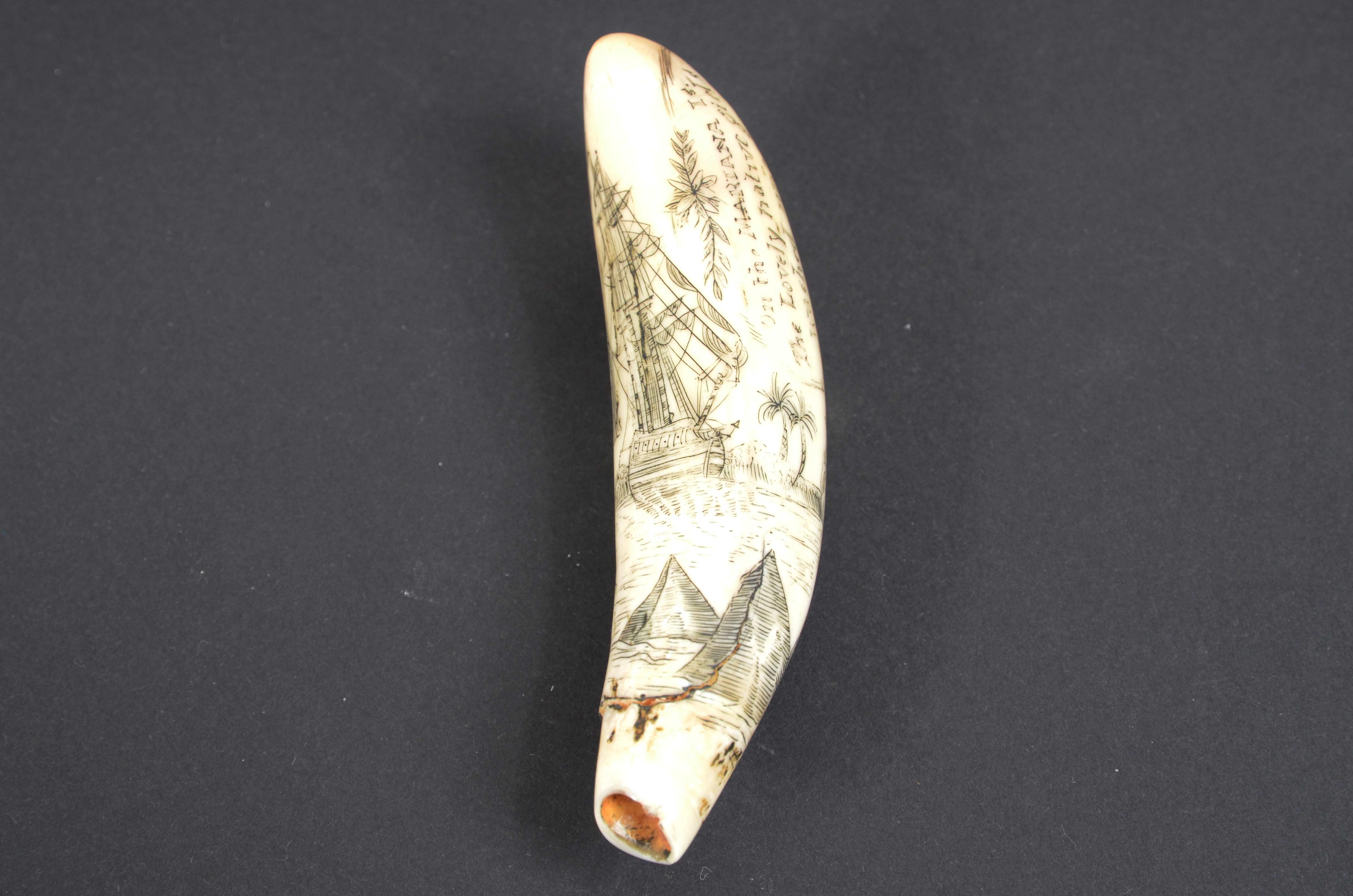 Scrimshaw of engraved orca tooth native to the Mariana Islands semi-nude 1850s For Sale 4