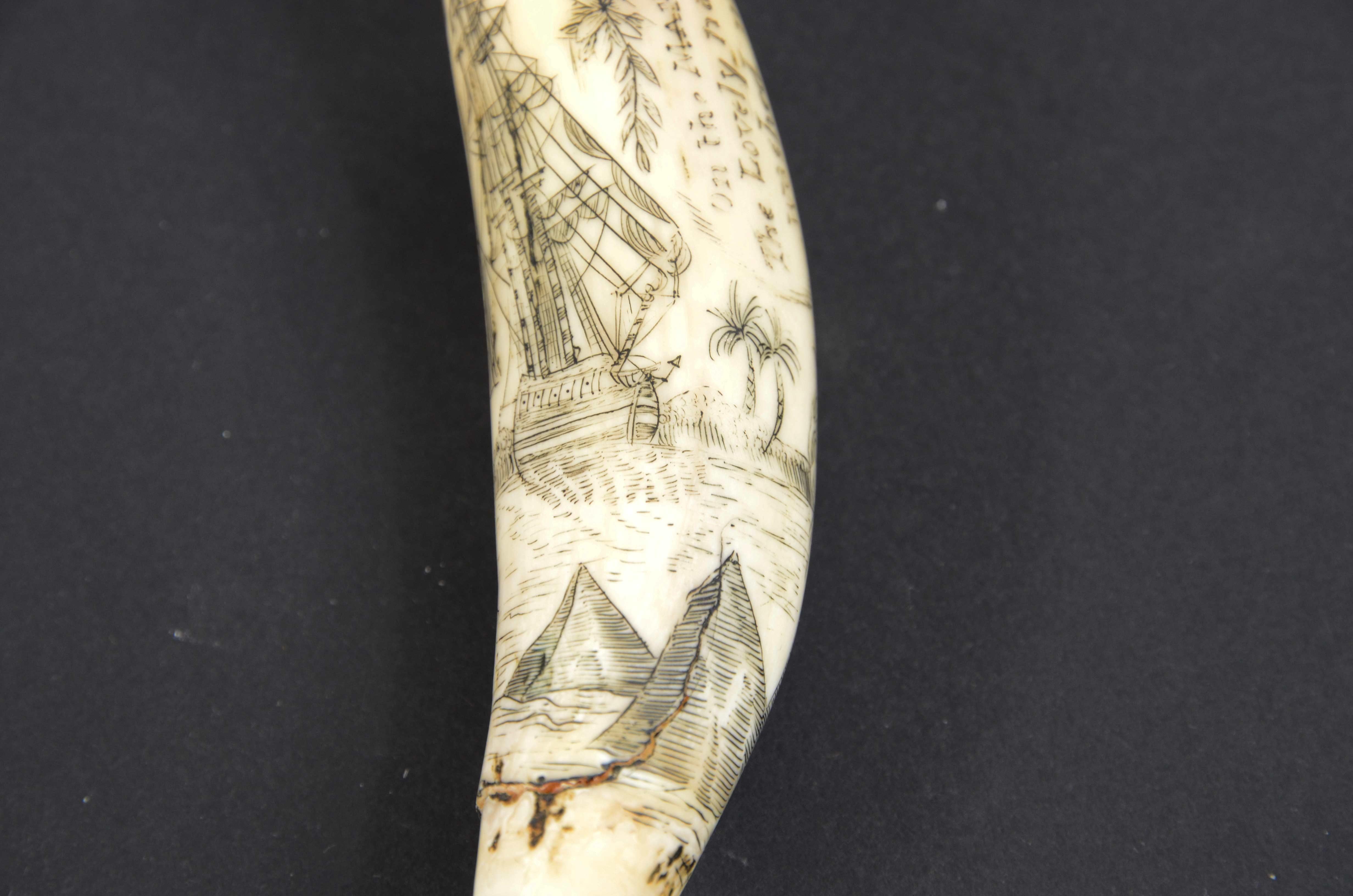 Scrimshaw of engraved orca tooth native to the Mariana Islands semi-nude 1850s For Sale 4