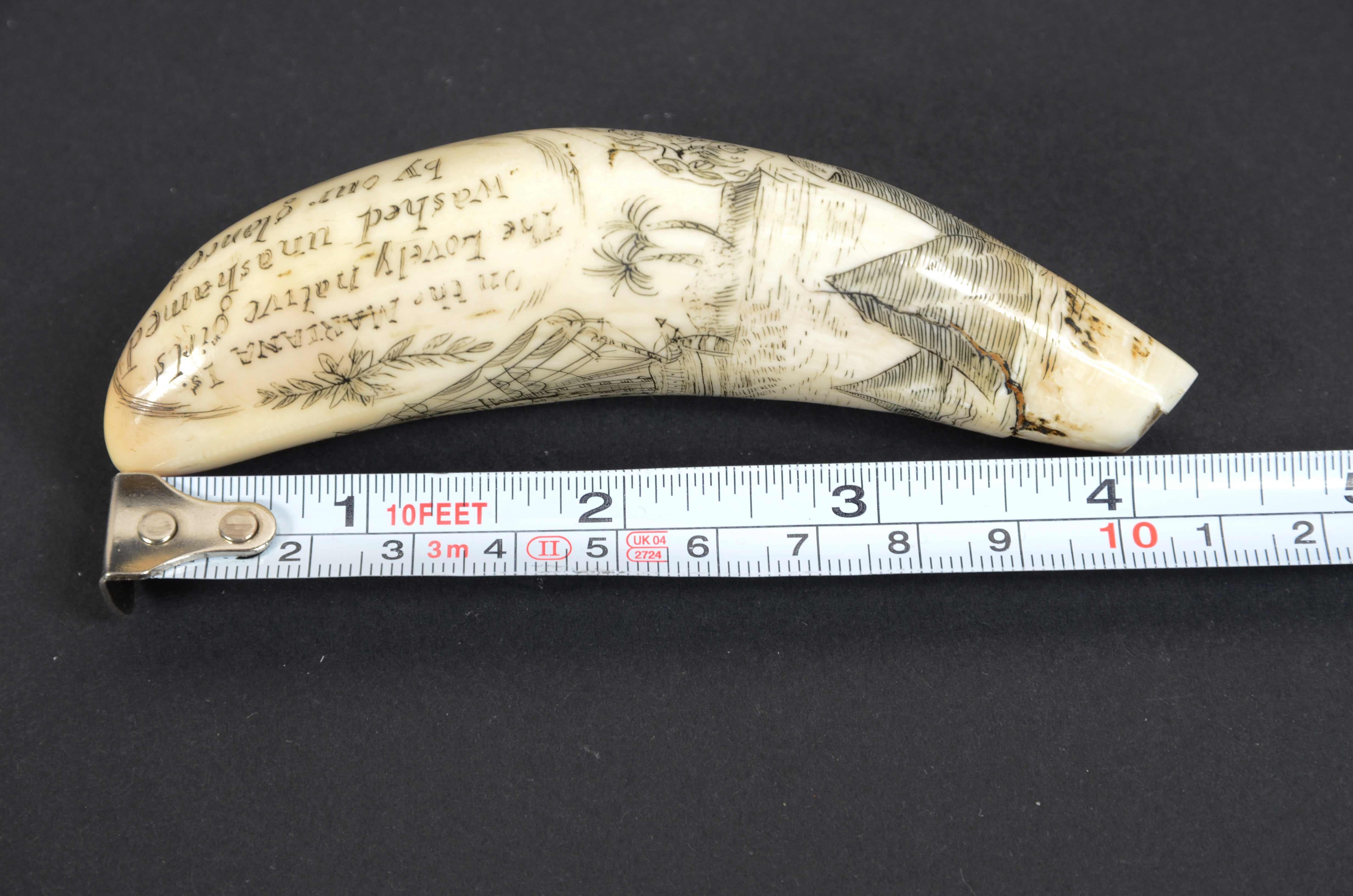 Scrimshaw of engraved orca tooth native to the Mariana Islands semi-nude 1850s For Sale 5