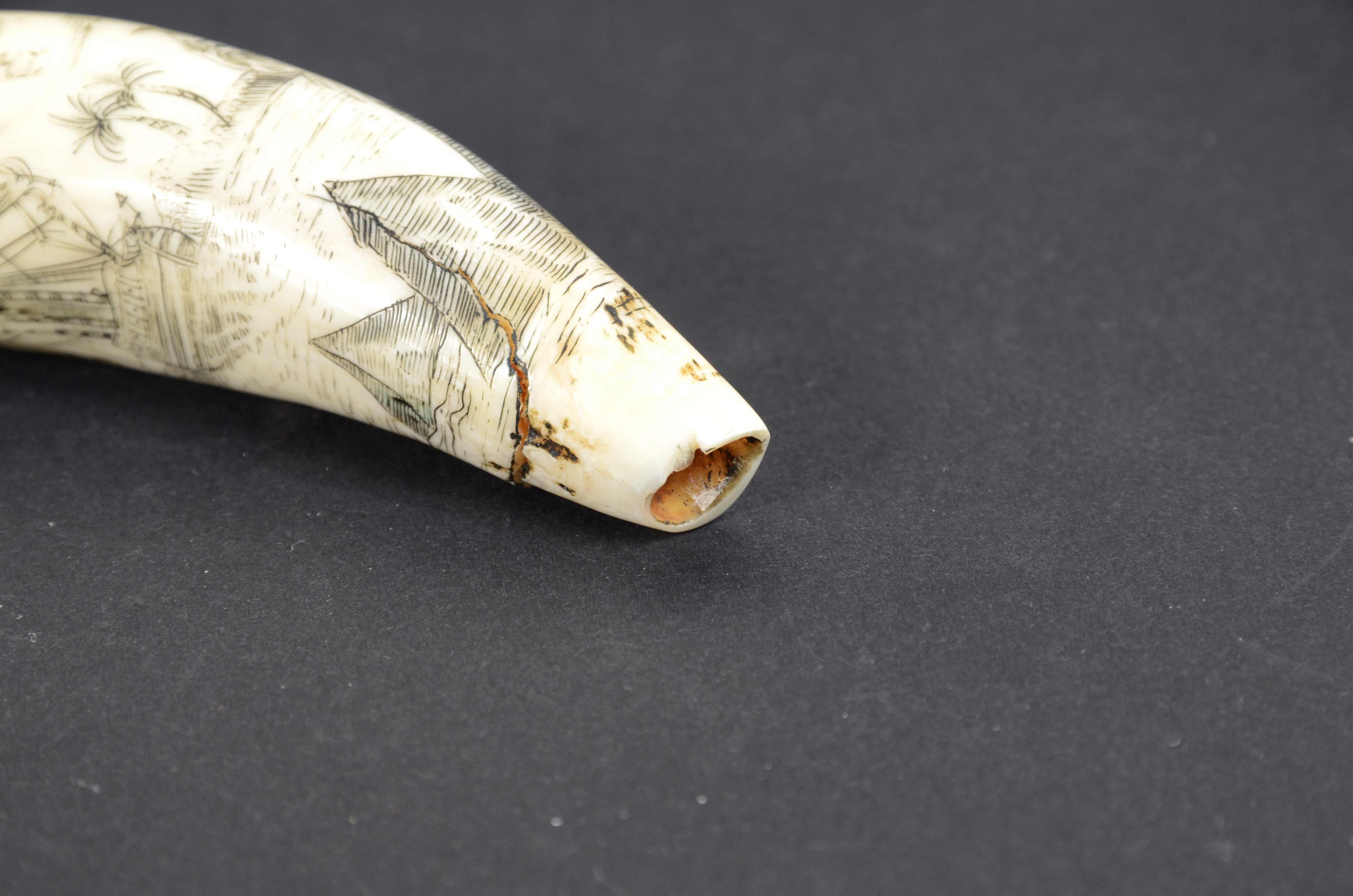 Scrimshaw of engraved orca tooth native to the Mariana Islands semi-nude 1850s For Sale 7