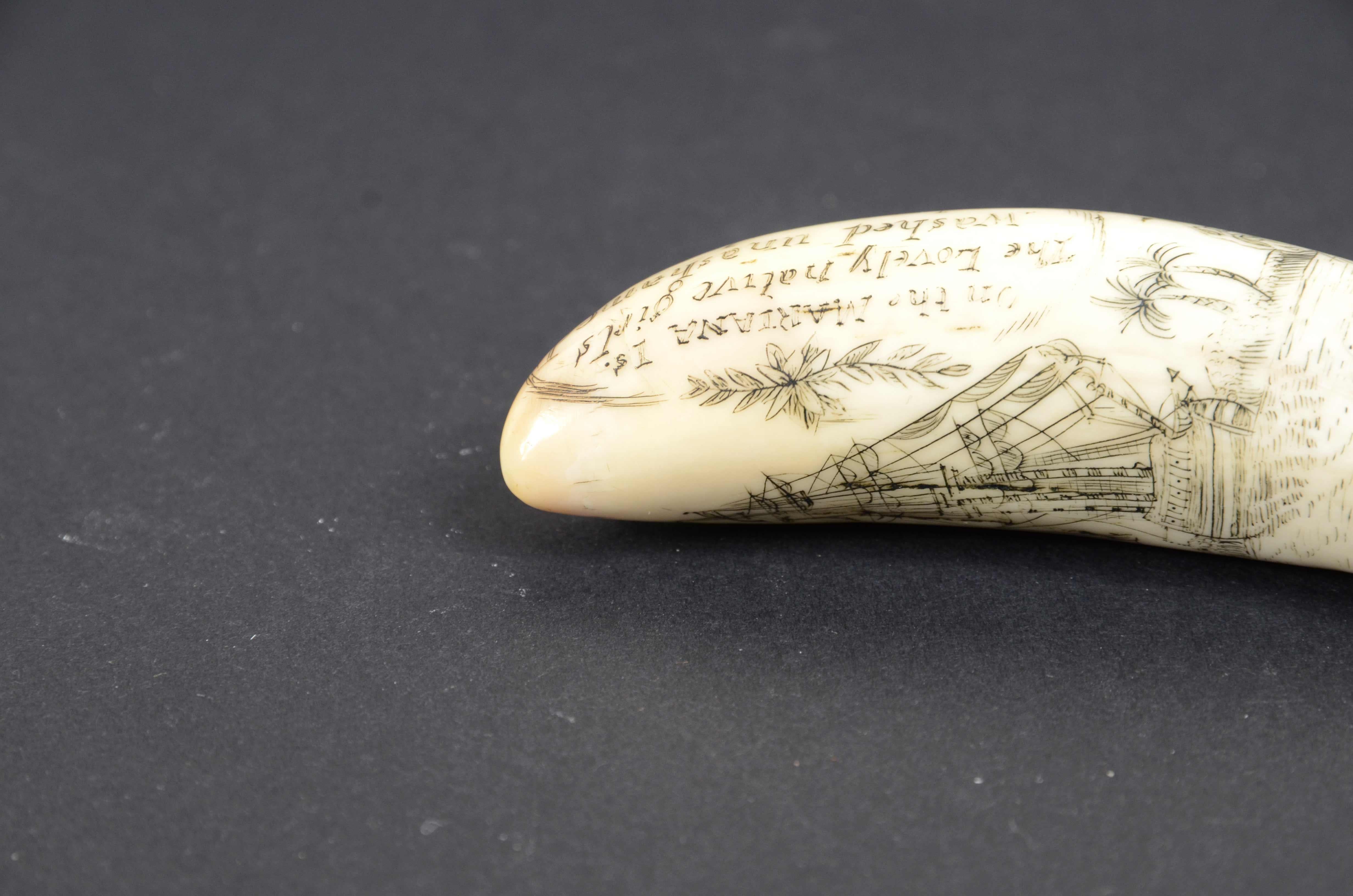 Scrimshaw of engraved orca tooth native to the Mariana Islands semi-nude 1850s For Sale 7