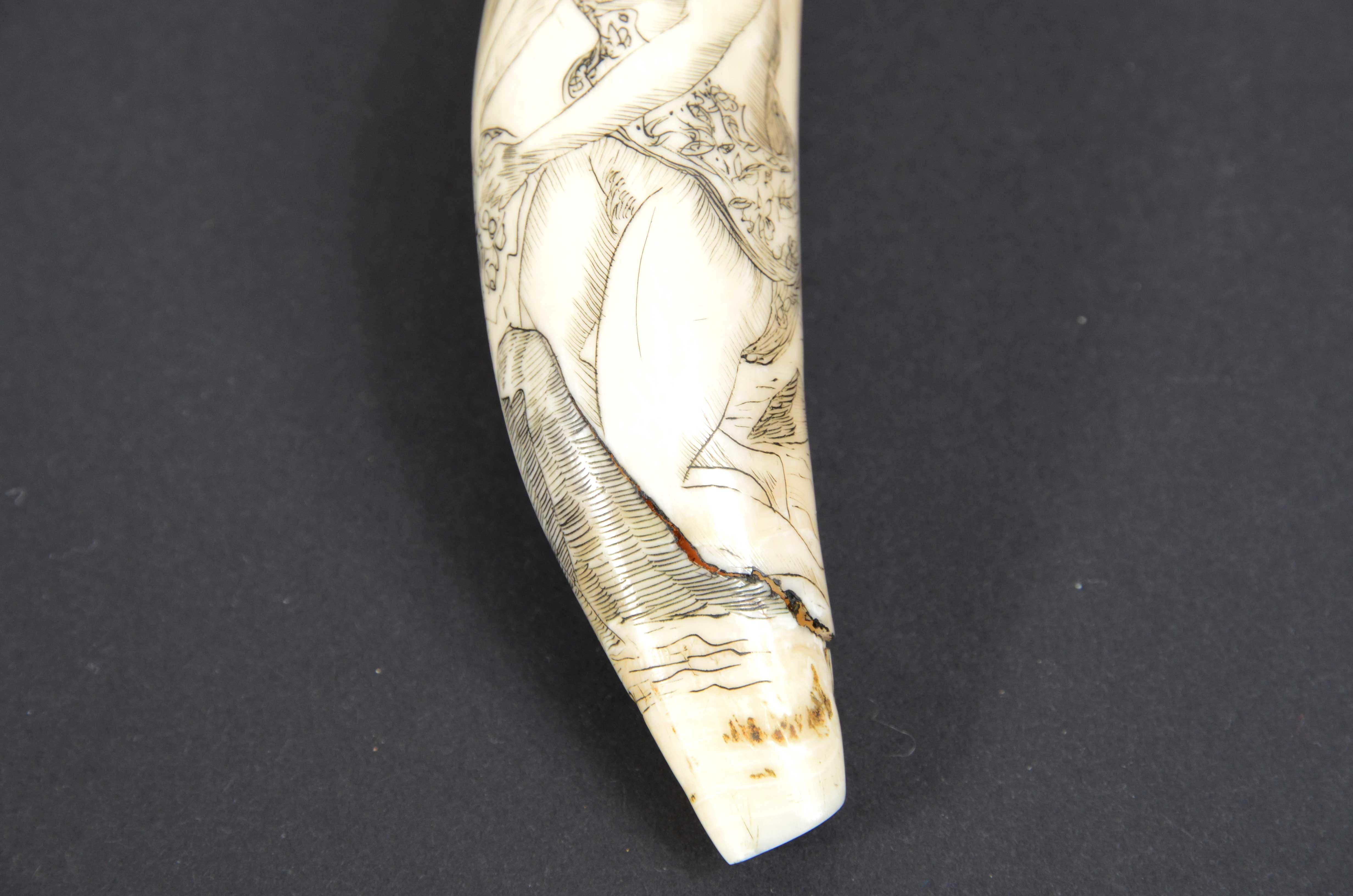 Scrimshaw of engraved orca tooth native to the Mariana Islands semi-nude 1850s In Good Condition For Sale In Milan, IT
