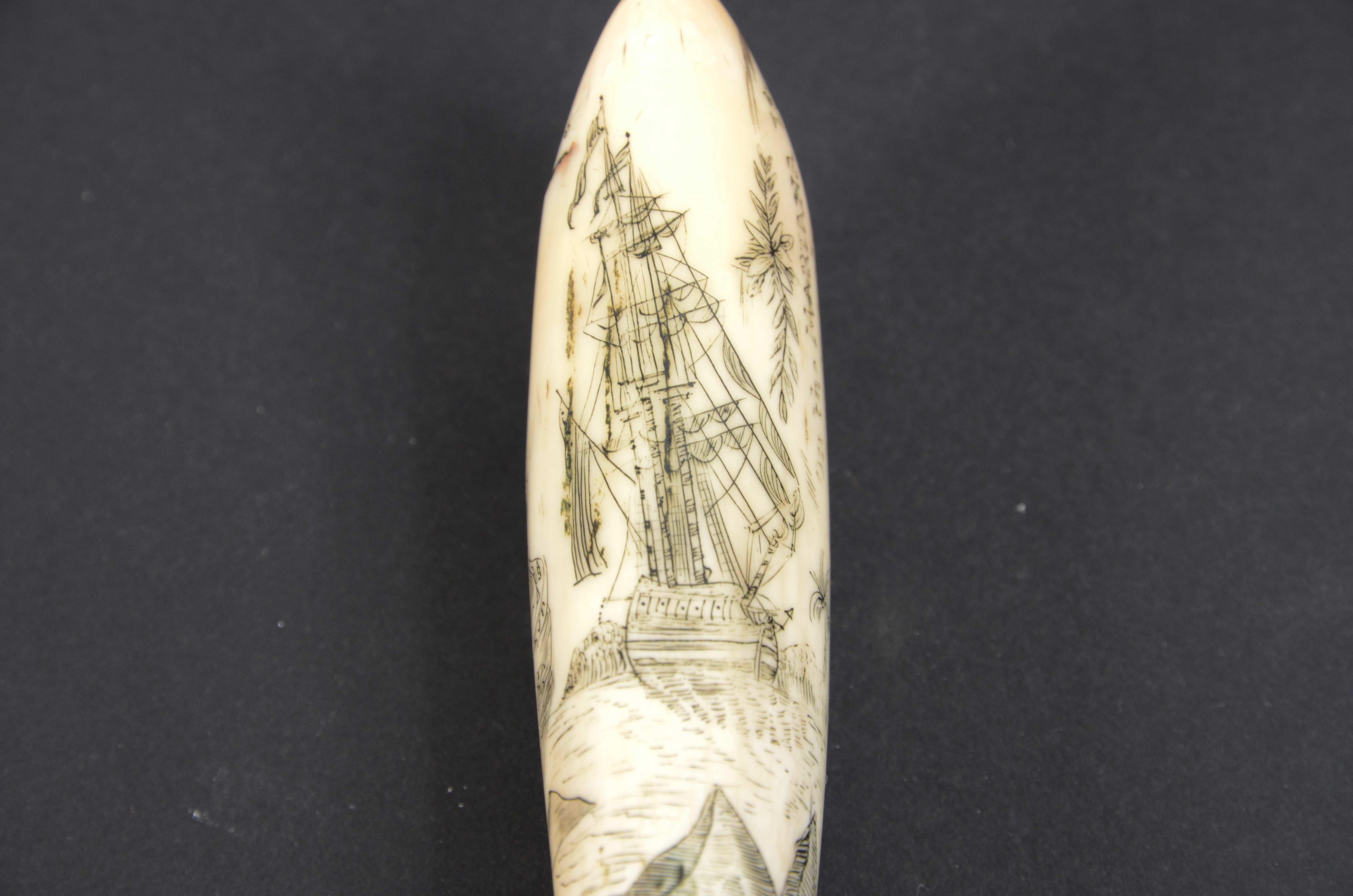 Scrimshaw of engraved orca tooth native to the Mariana Islands semi-nude 1850s For Sale 2