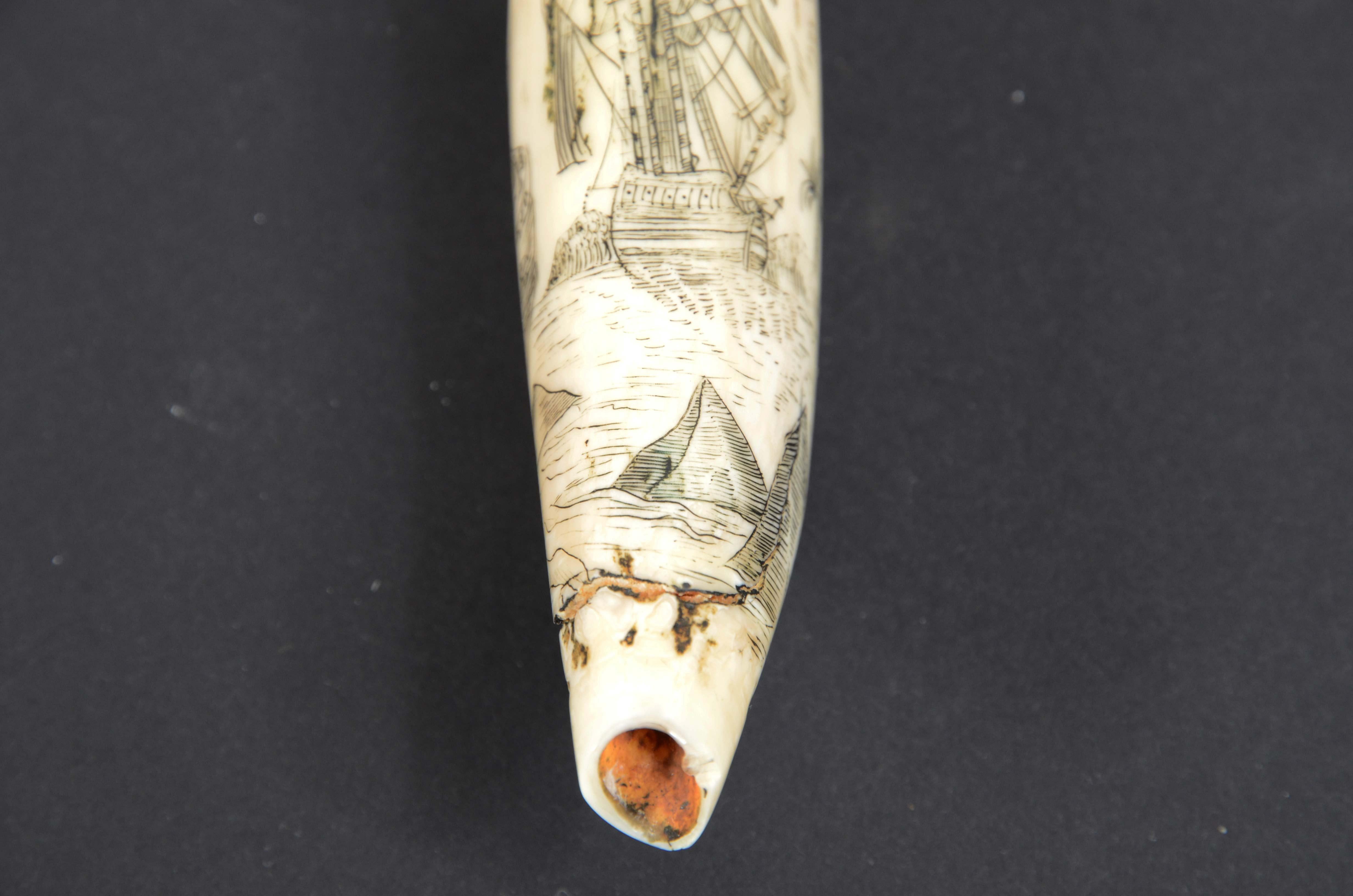Scrimshaw of engraved orca tooth native to the Mariana Islands semi-nude 1850s For Sale 3