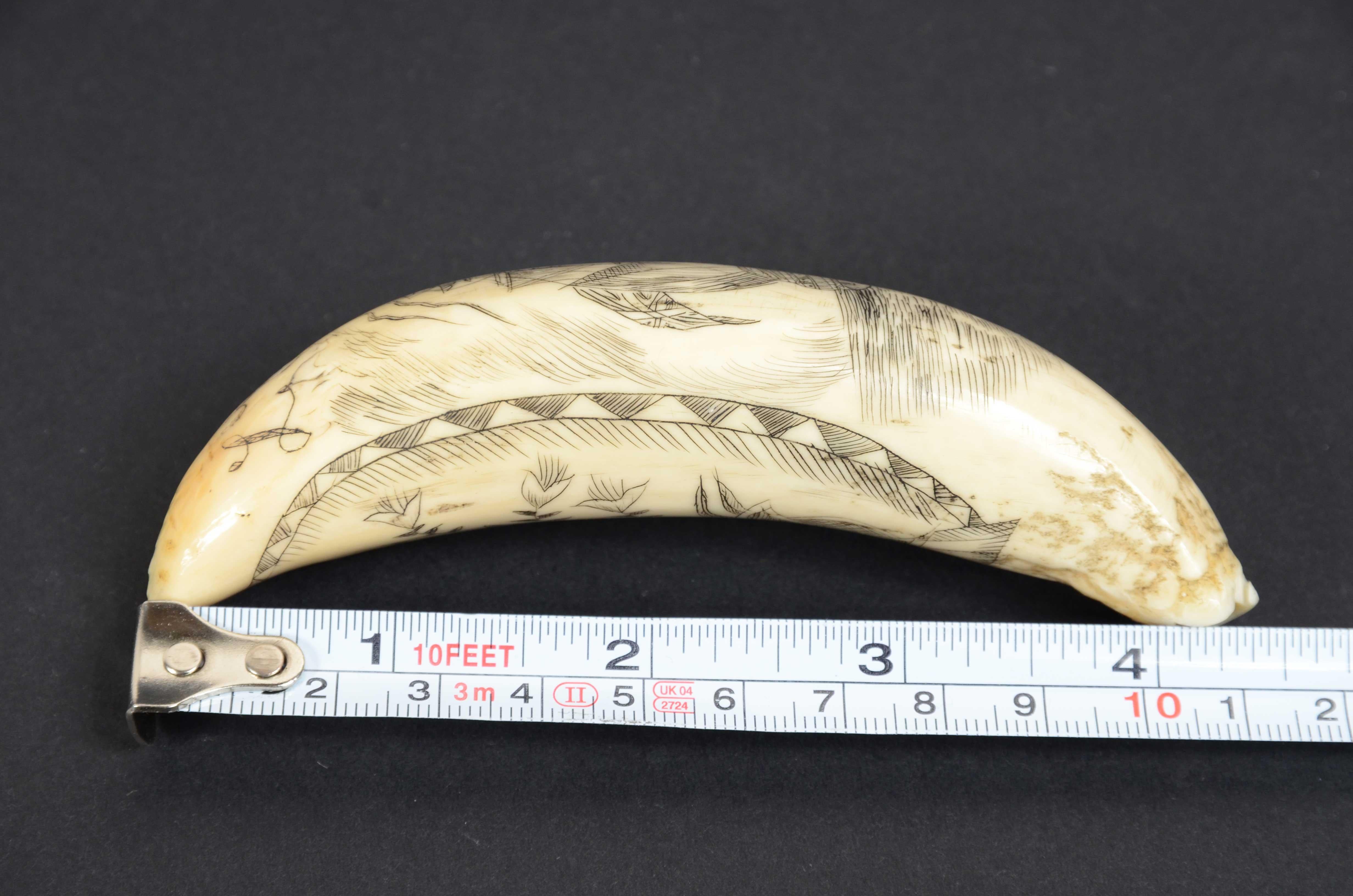 Scrimshaw of vertically engraved orca tooth depicting vessel mid-19th century For Sale 3