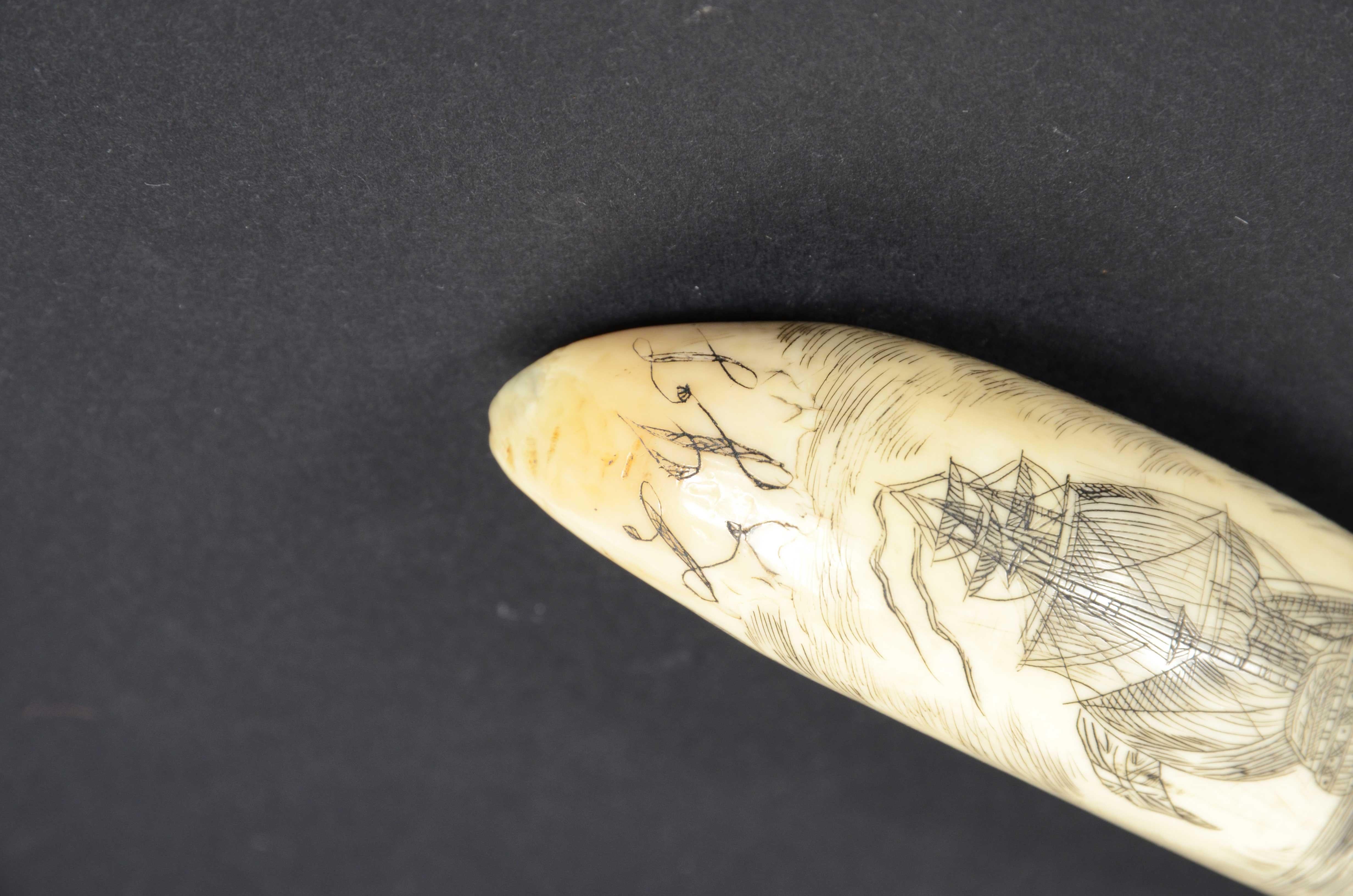 Scrimshaw of vertically engraved orca tooth depicting vessel mid-19th century For Sale 4