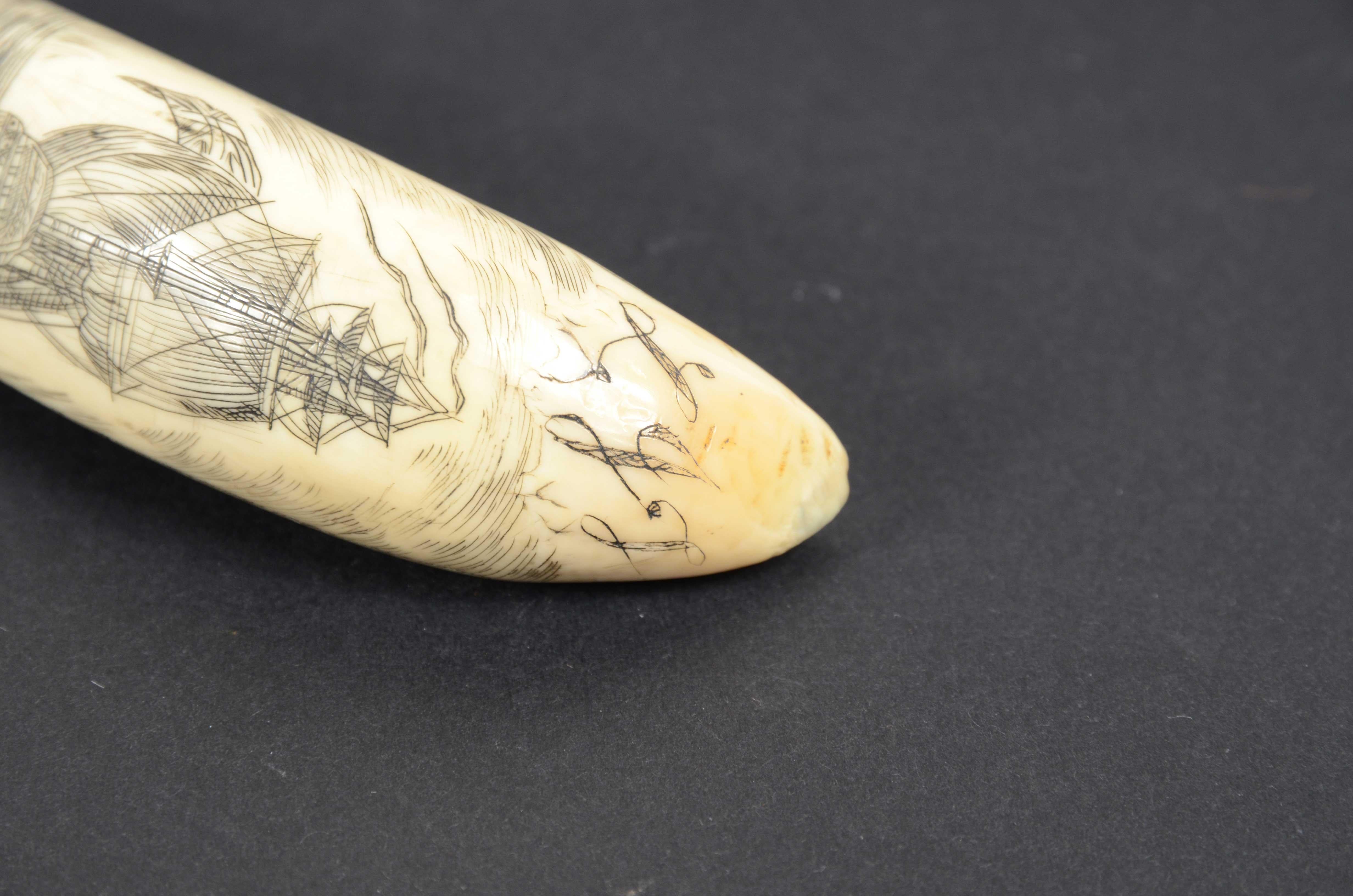 Scrimshaw of vertically engraved orca tooth depicting vessel mid-19th century For Sale 5