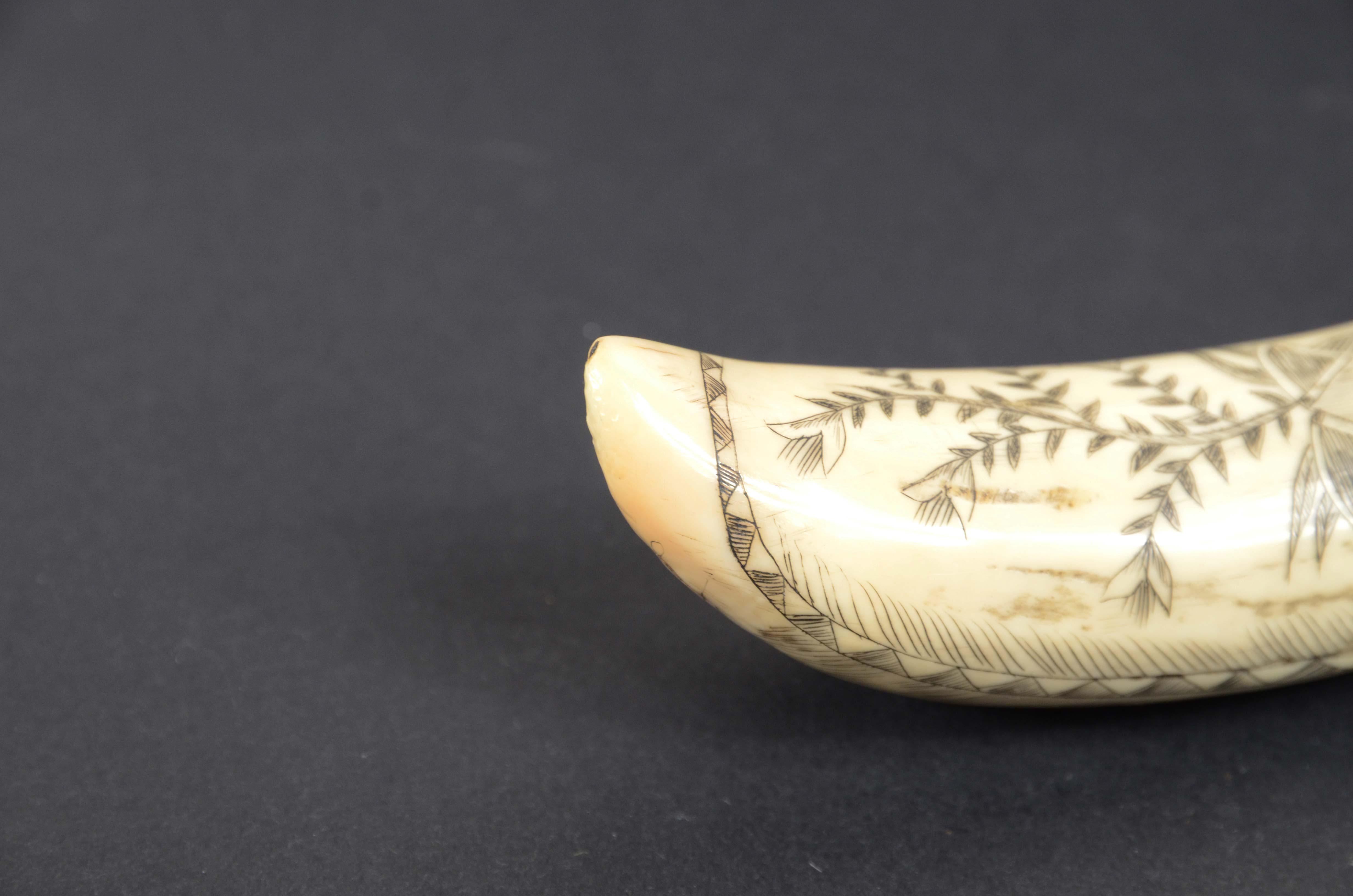 Scrimshaw of vertically engraved orca tooth depicting vessel mid-19th century For Sale 6