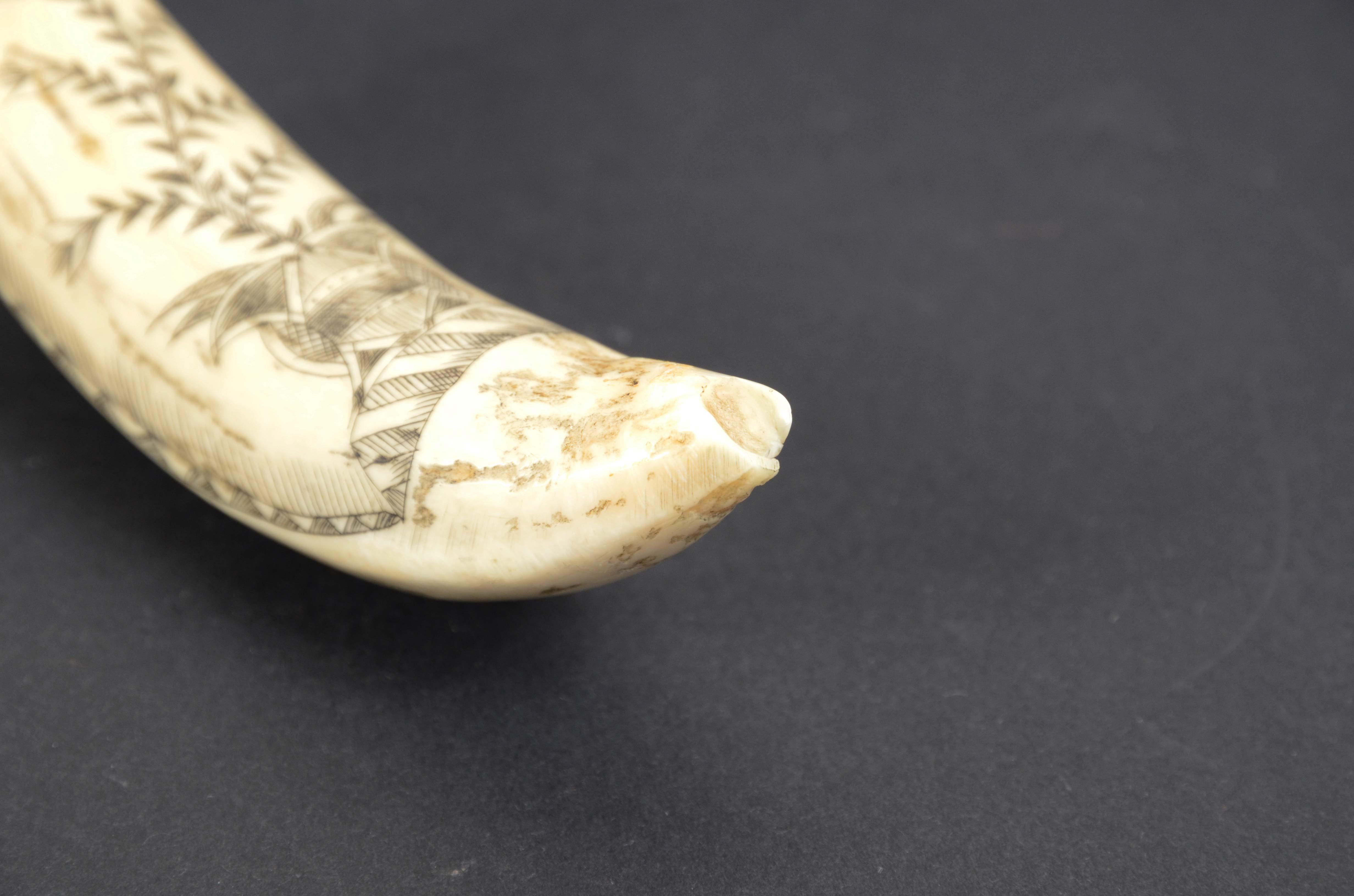 Scrimshaw of vertically engraved orca tooth depicting vessel mid-19th century For Sale 7