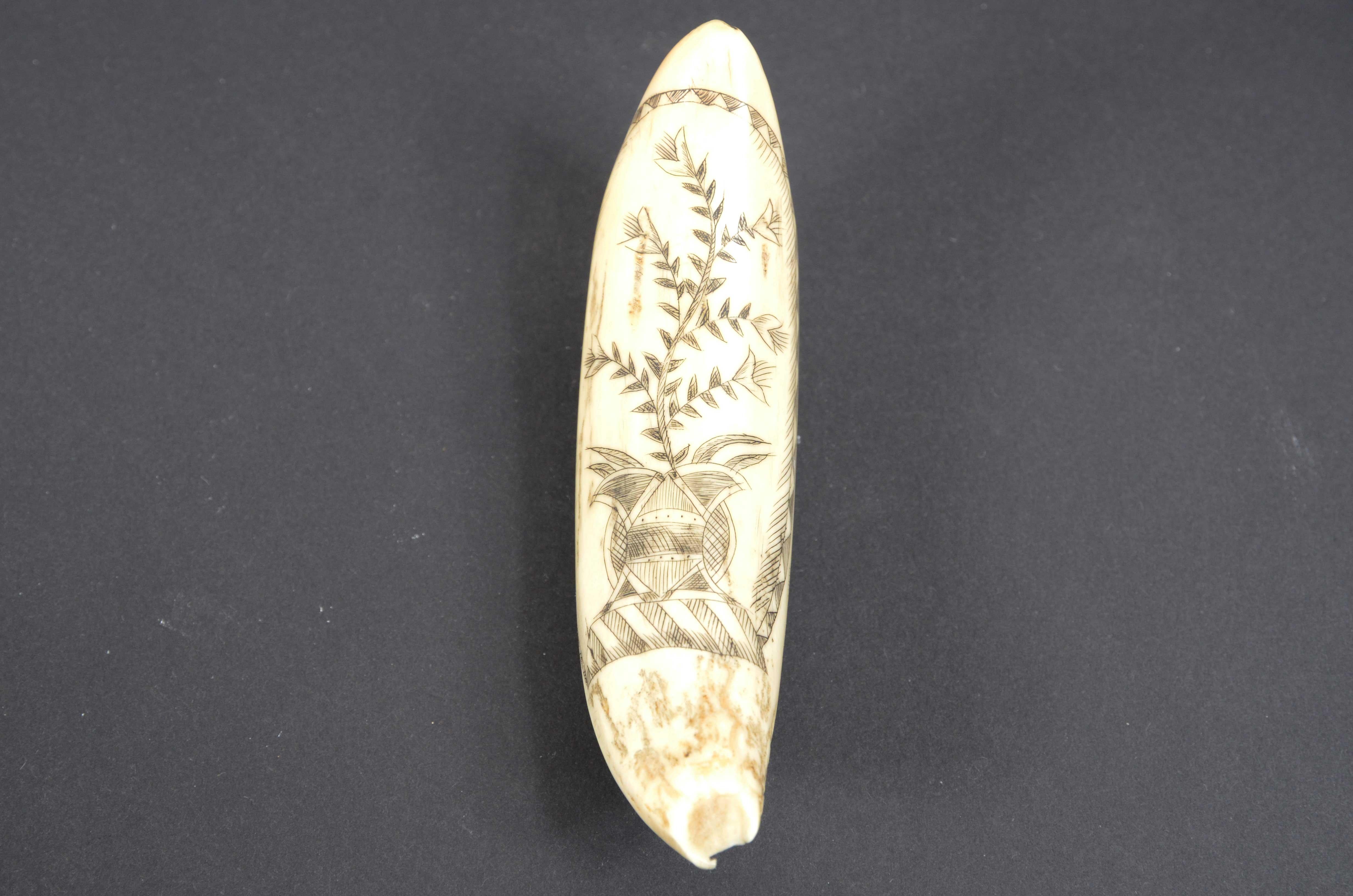 Scrimshaw of a vertically engraved hour's tooth depicting a vessel bow to left flag of the United Kingdom, above li initials L.G.F. On the back vase with beautiful plant decoration showing leaves and flowers, all framed by a beautiful scroll.
