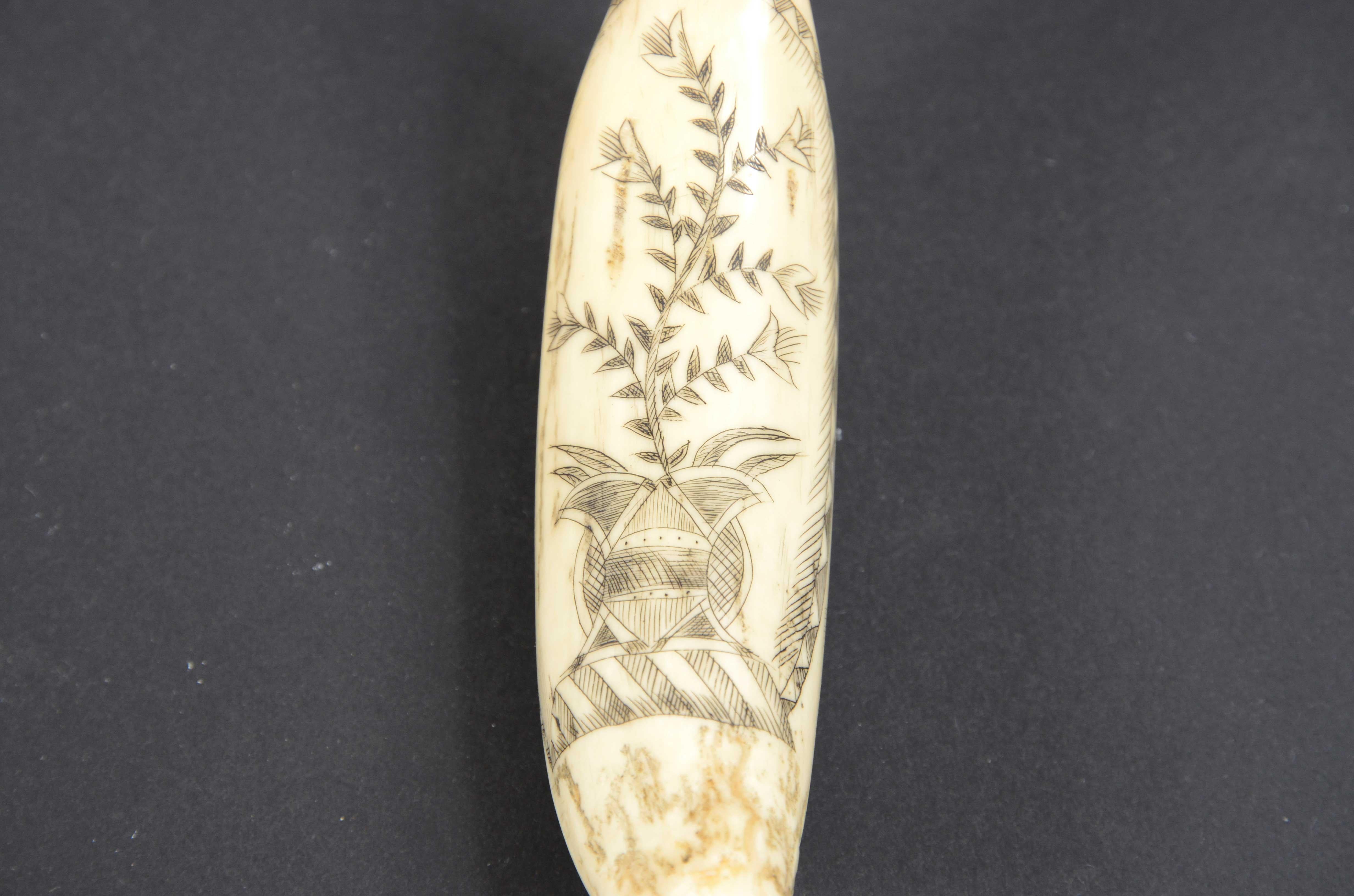 scrimshaw whale tooth