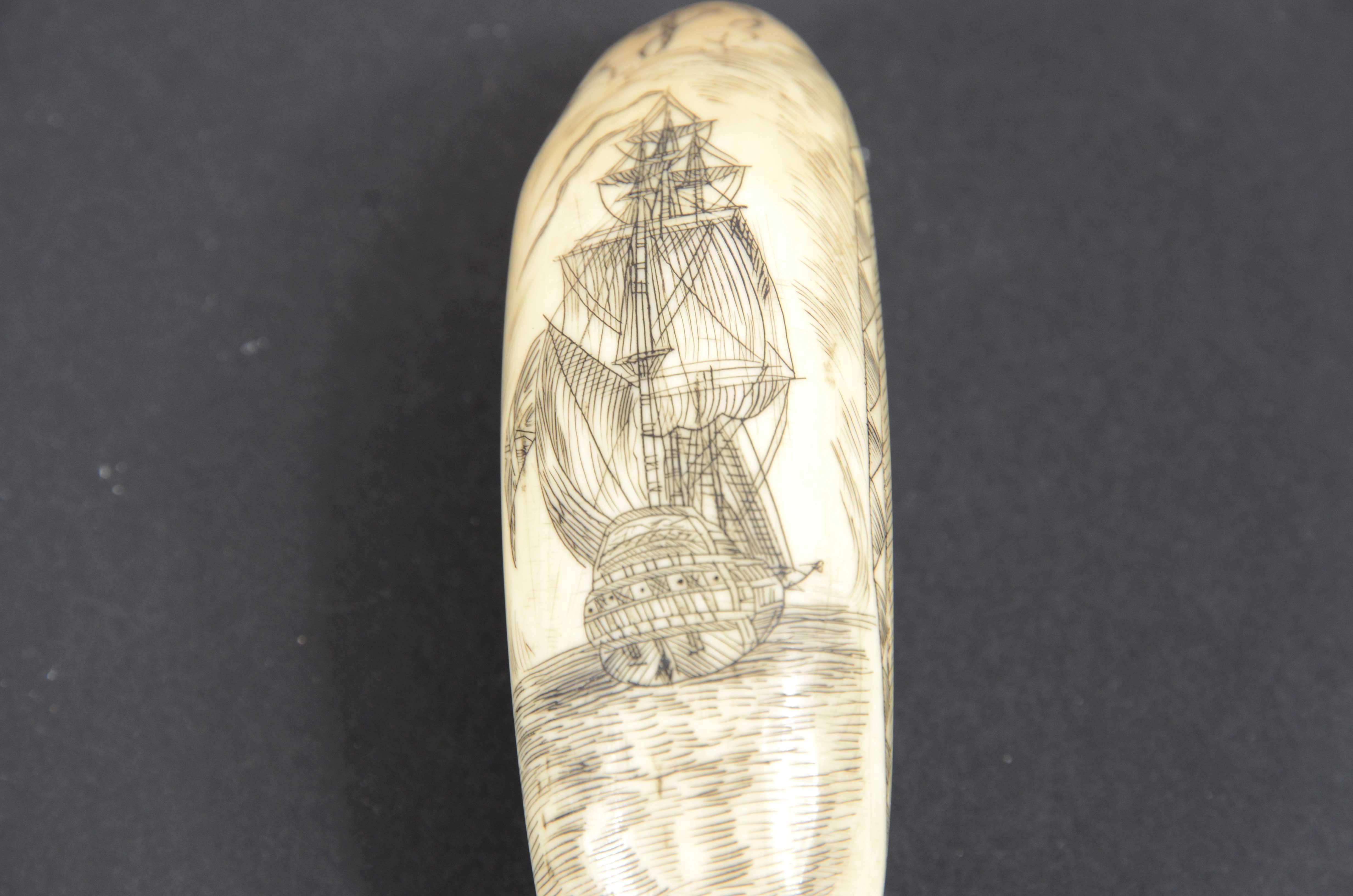Scrimshaw of vertically engraved orca tooth depicting vessel mid-19th century In Good Condition For Sale In Milan, IT