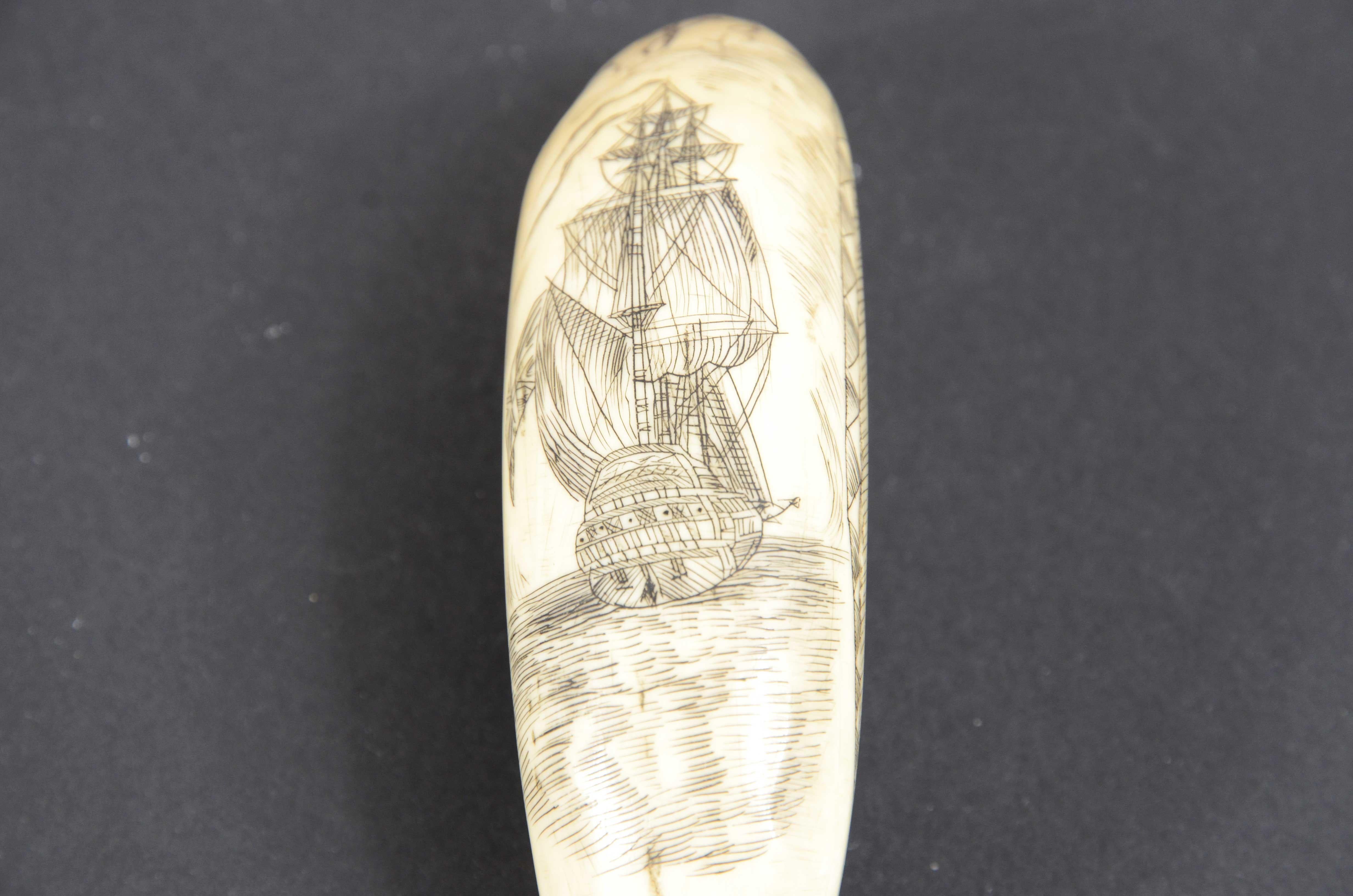 19th Century Scrimshaw of vertically engraved orca tooth depicting vessel mid-19th century For Sale