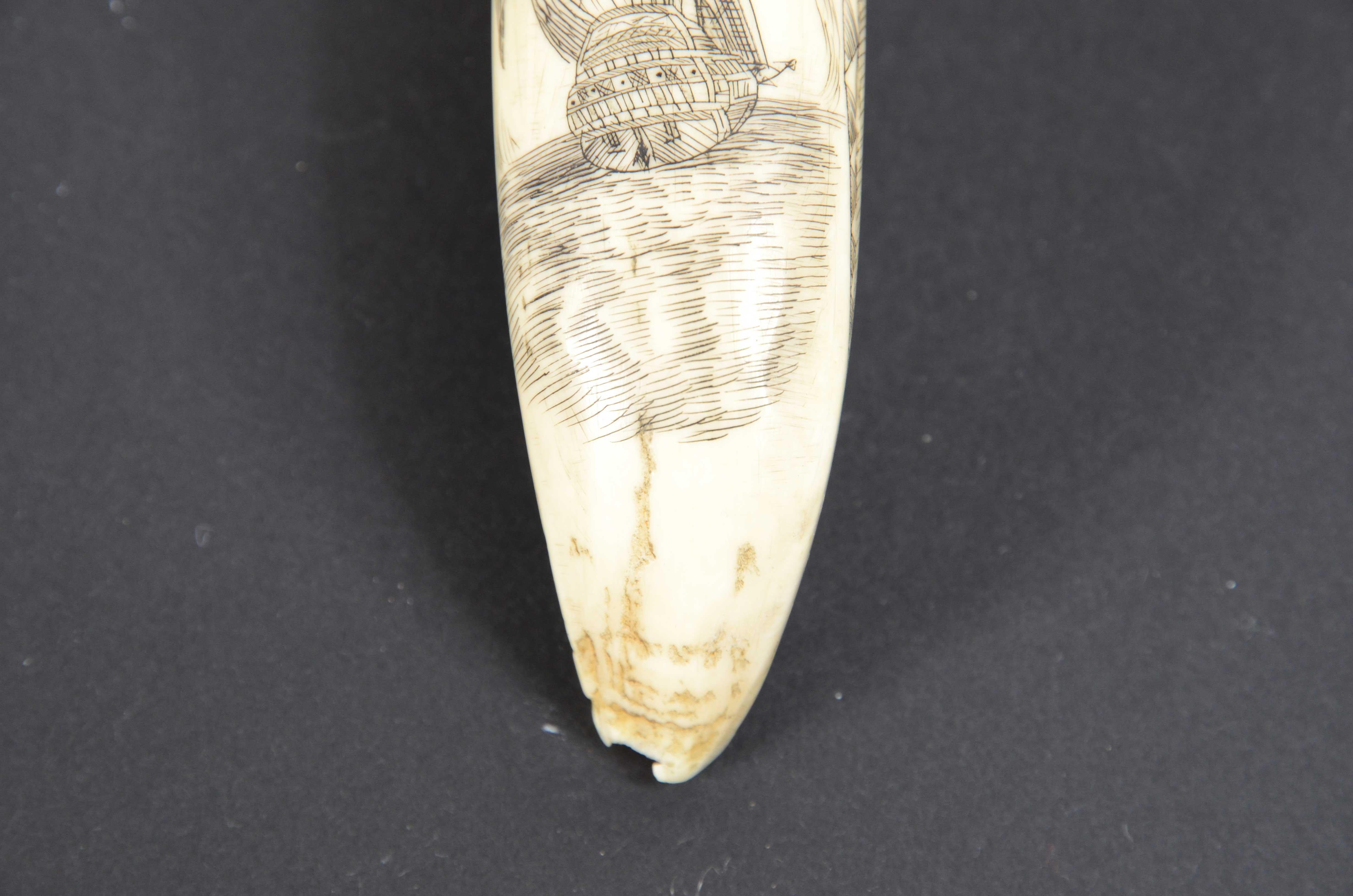 Teeth Scrimshaw of vertically engraved orca tooth depicting vessel mid-19th century For Sale
