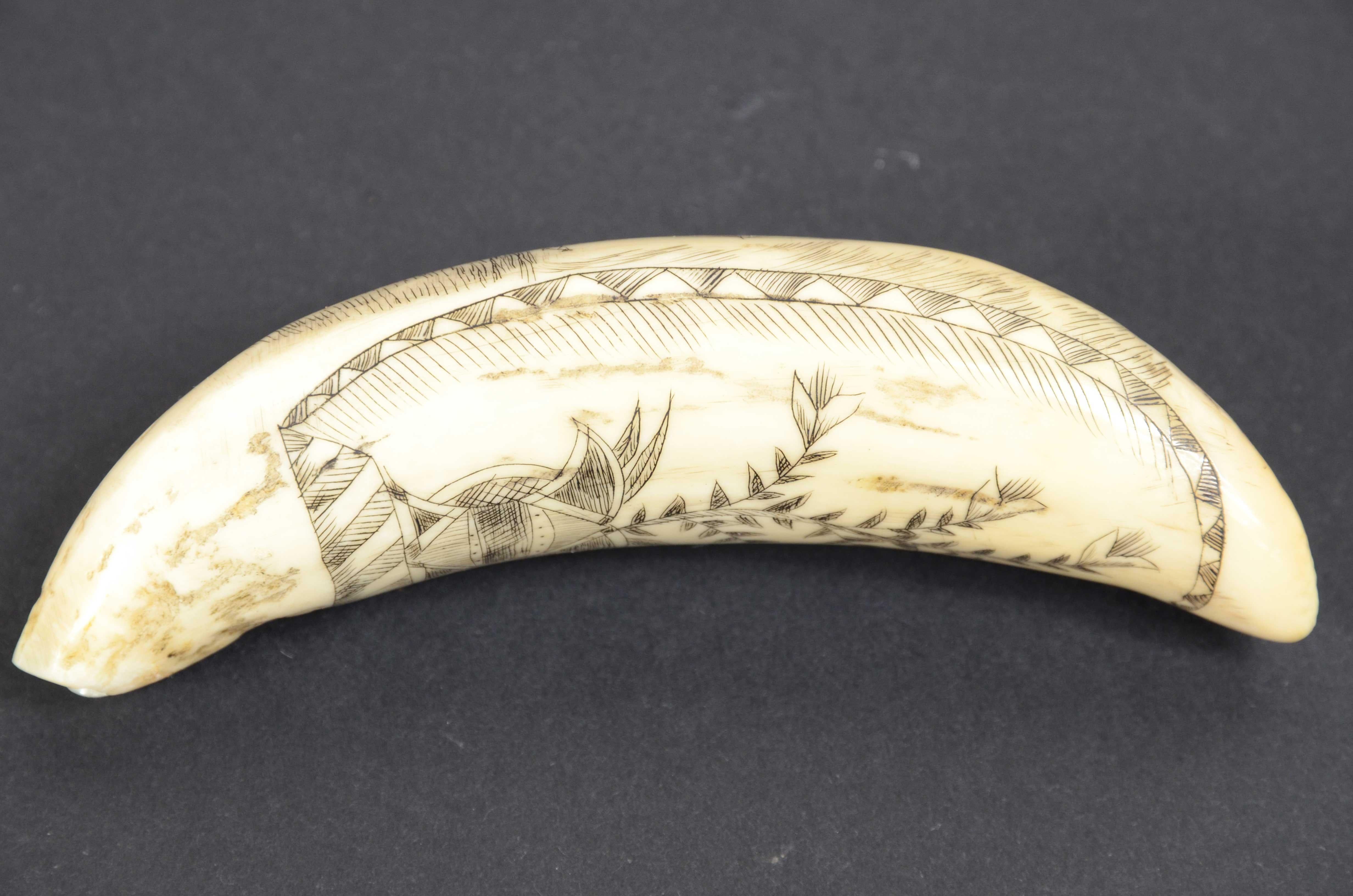 Scrimshaw of vertically engraved orca tooth depicting vessel mid-19th century For Sale 1