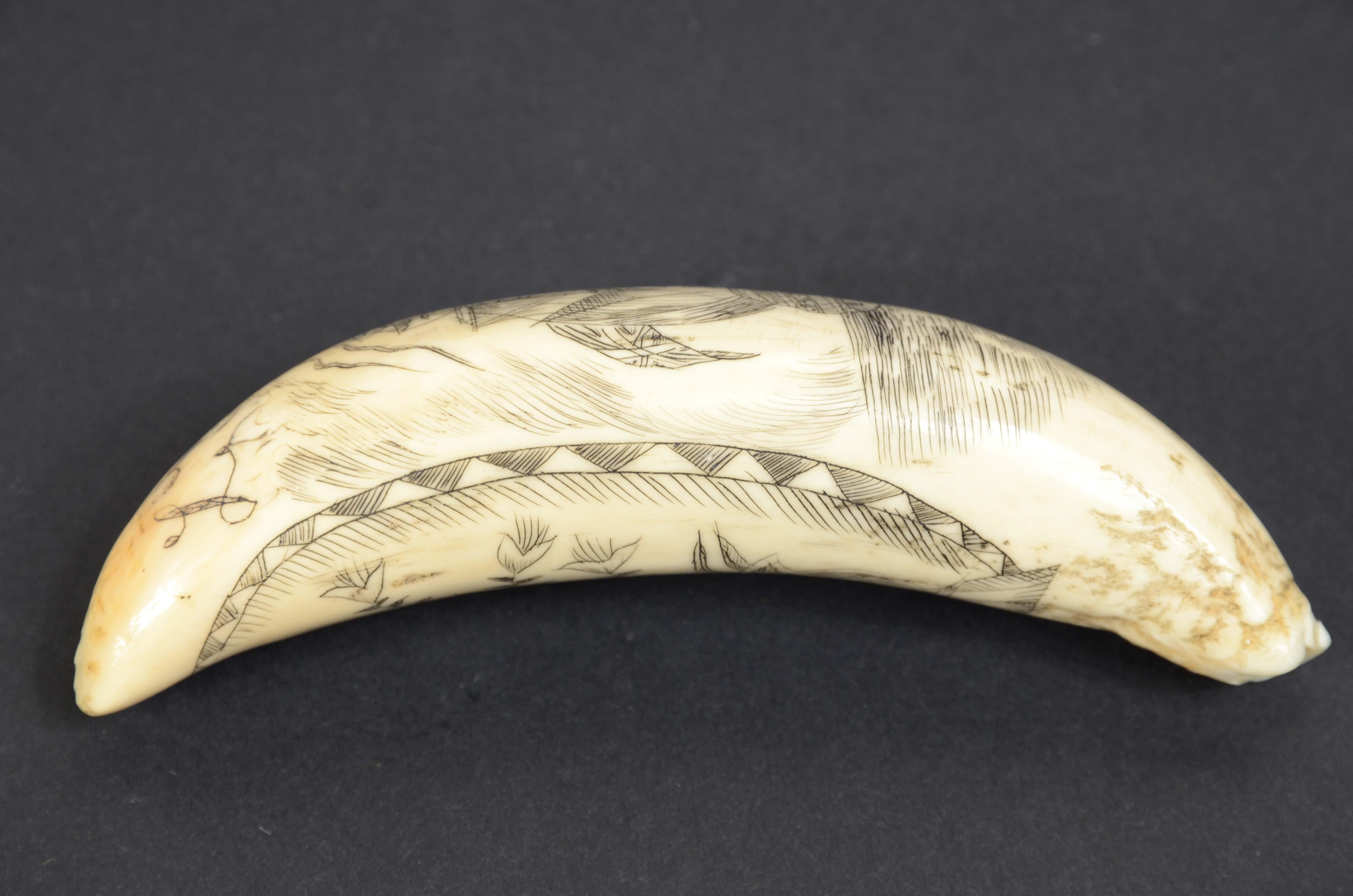 Scrimshaw of vertically engraved orca tooth depicting vessel mid-19th century For Sale 2