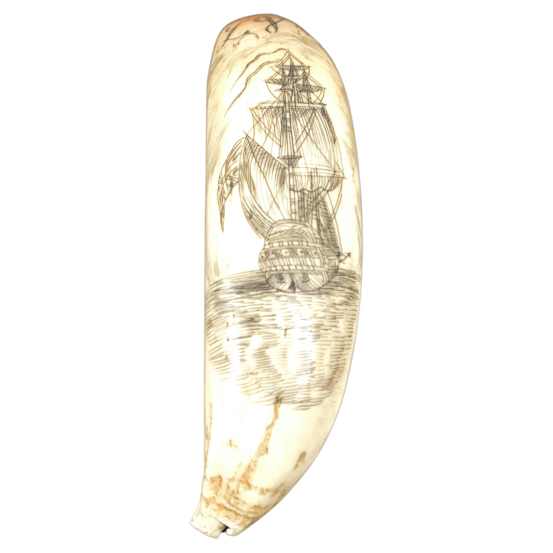 Vertikal eingravierte Orkzahn-Scrimshaw mit der Darstellung eines Gefäßes aus der Mitte des 19 im Angebot