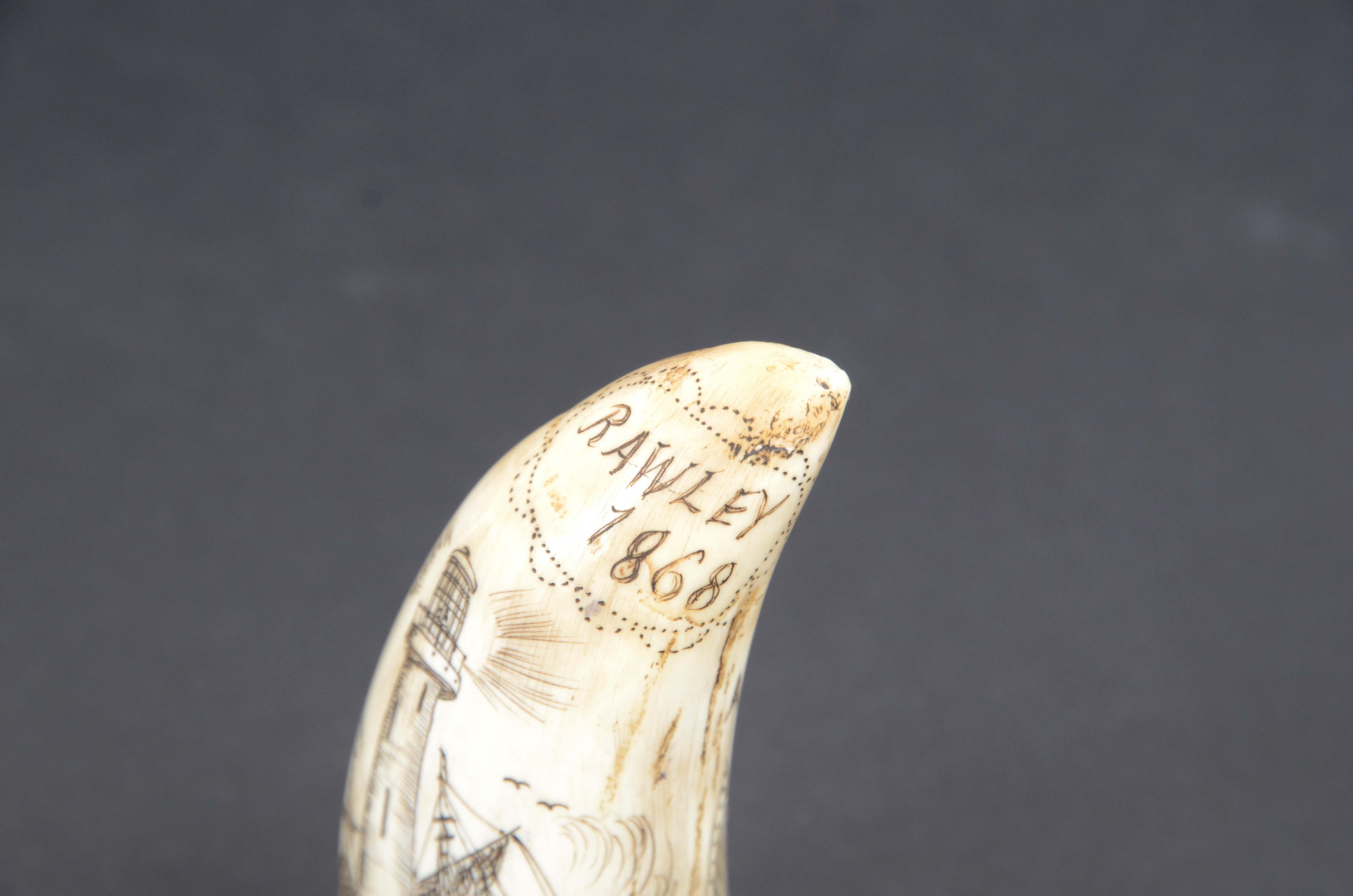 what is a scrimshaw tooth