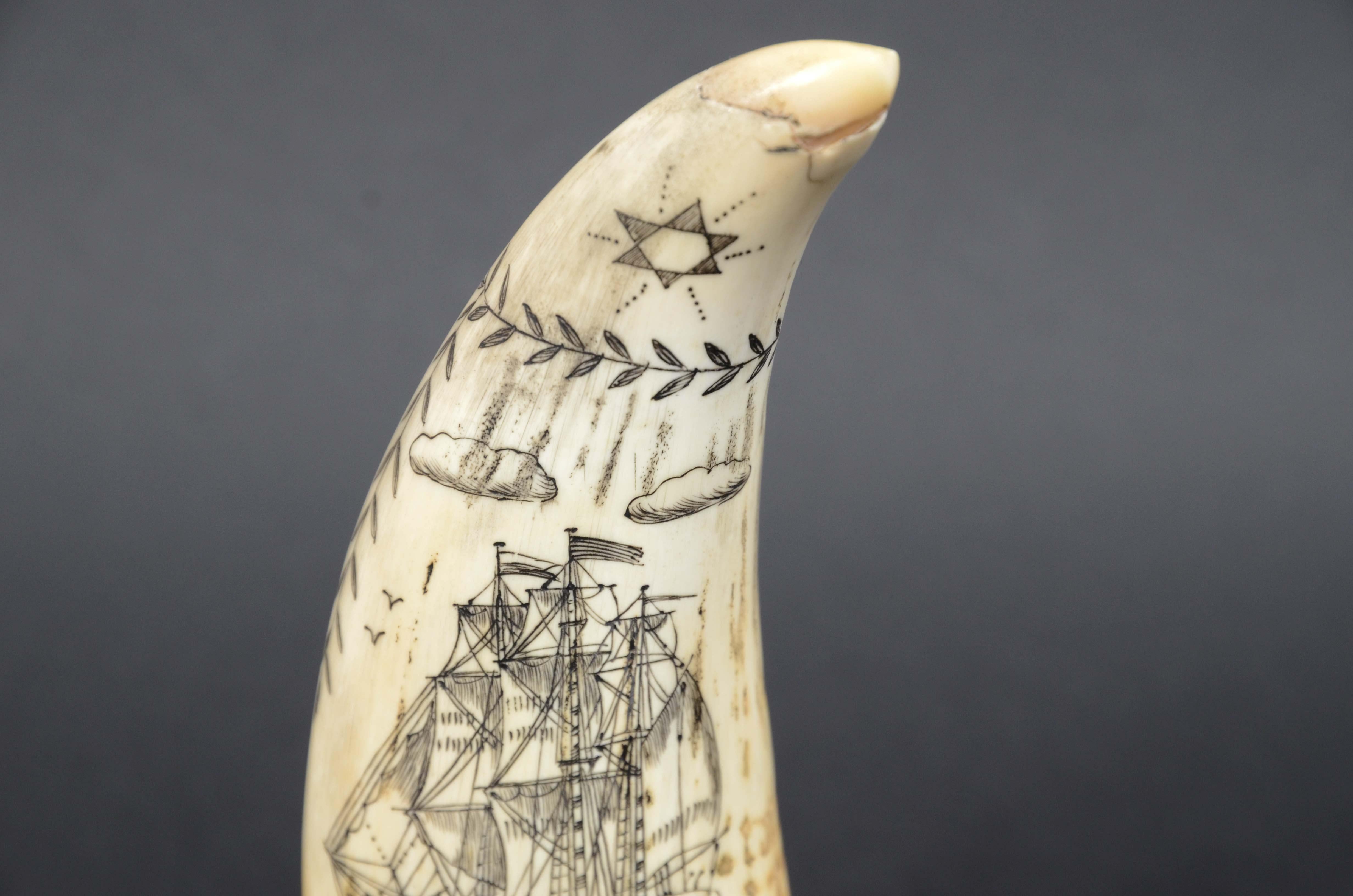 Scrimshaw di un dente di balena inciso 1850 che ritrae Lady of the pocks nuda For Sale 7