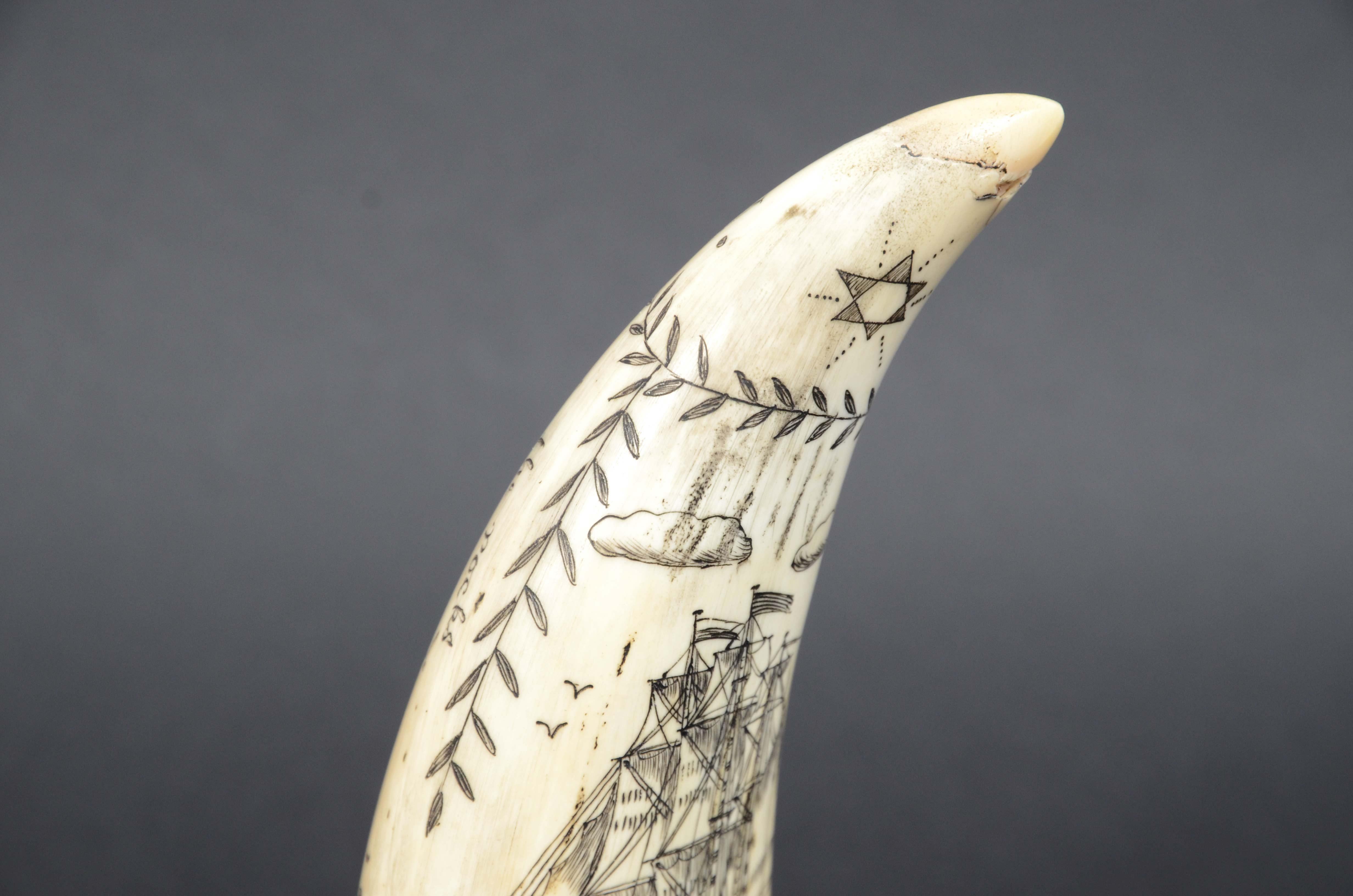 Scrimshaw di un dente di balena inciso 1850 che ritrae Lady of the pocks nuda en vente 8