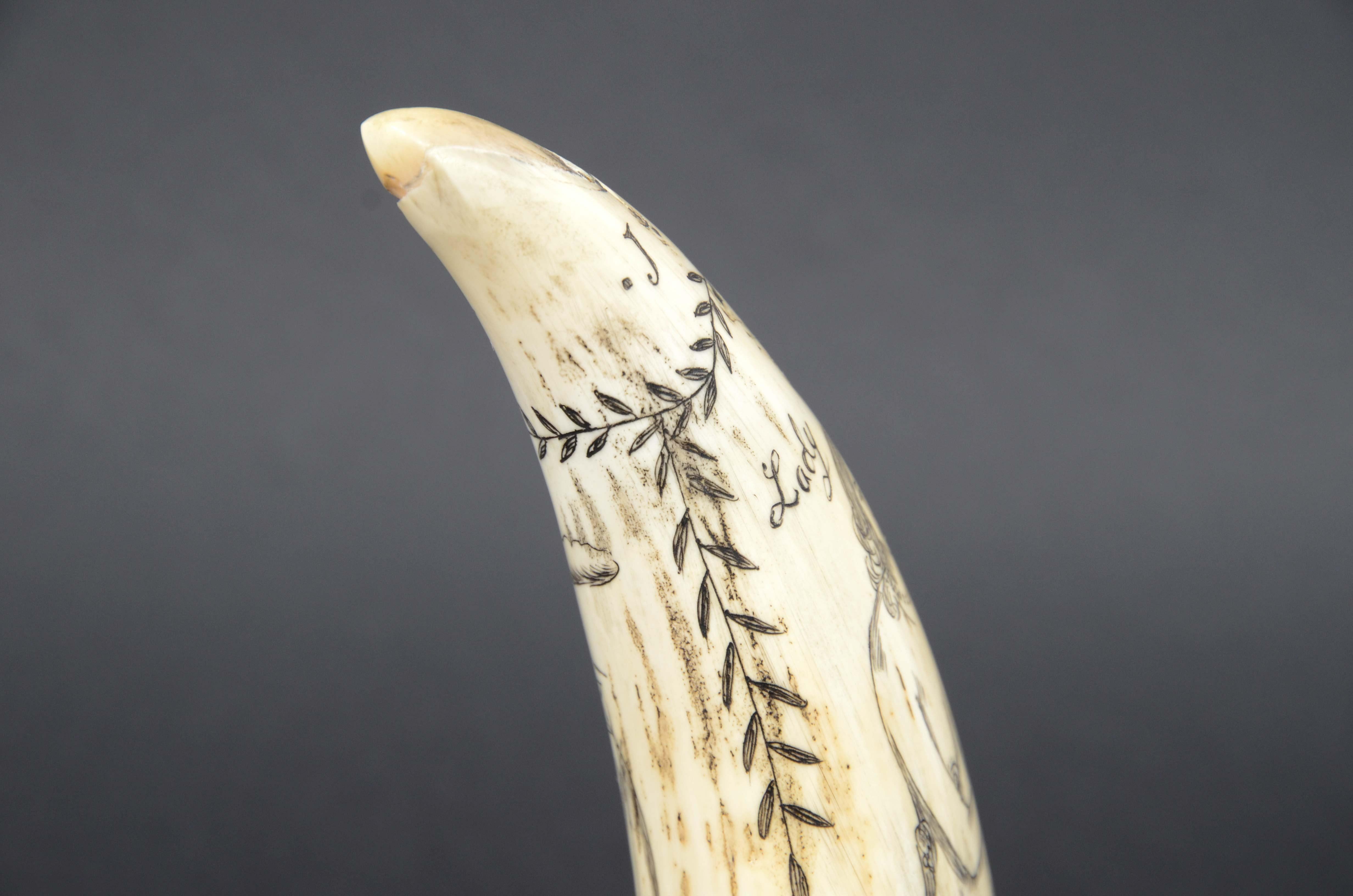 Scrimshaw di un dente di balena inciso 1850 che ritrae Lady of the pocks nuda im Angebot 9