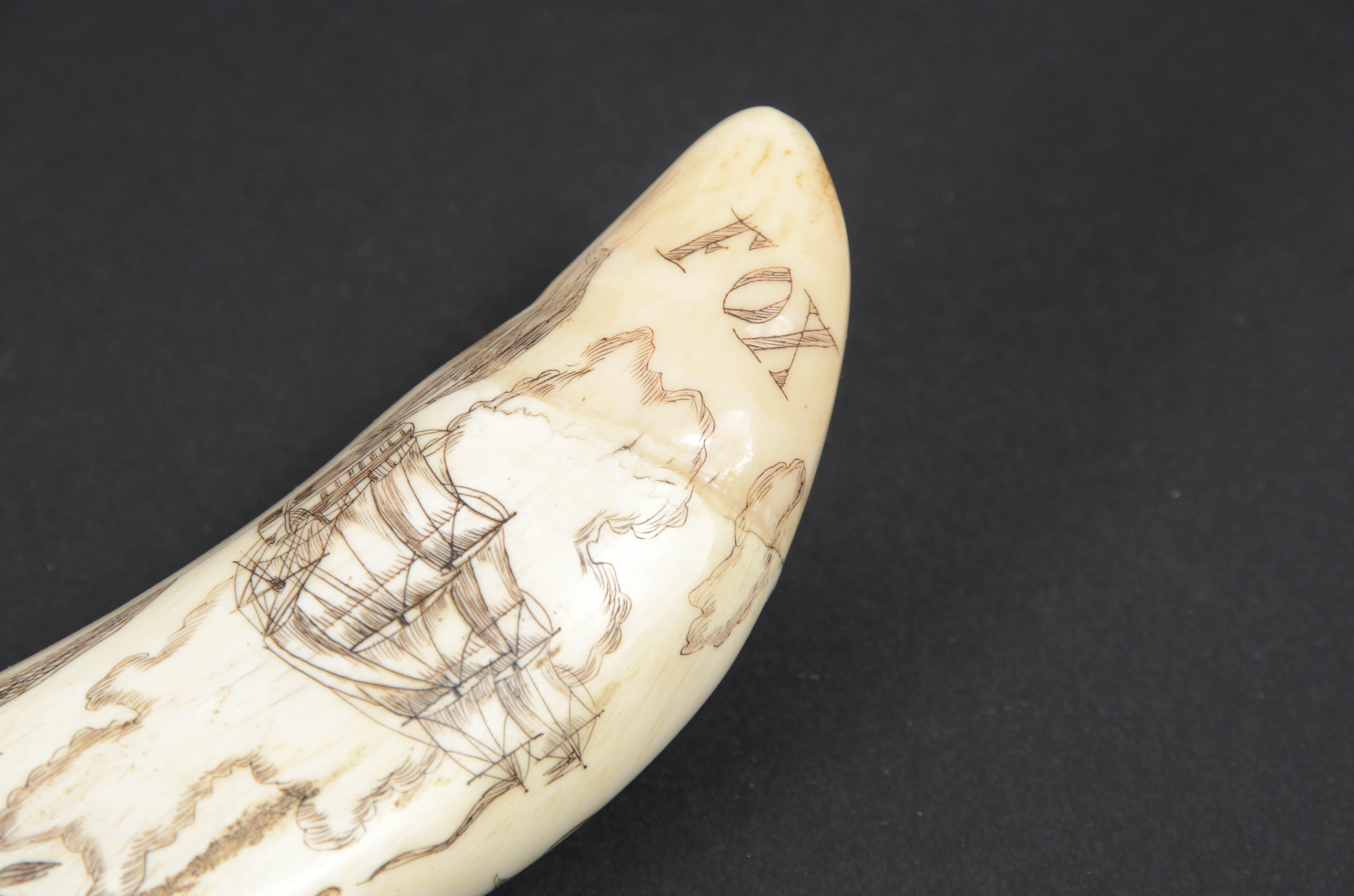 Scrimshaw of an engraved whale tooth mid-19th century cm 12, name of the Ship Fox For Sale 6