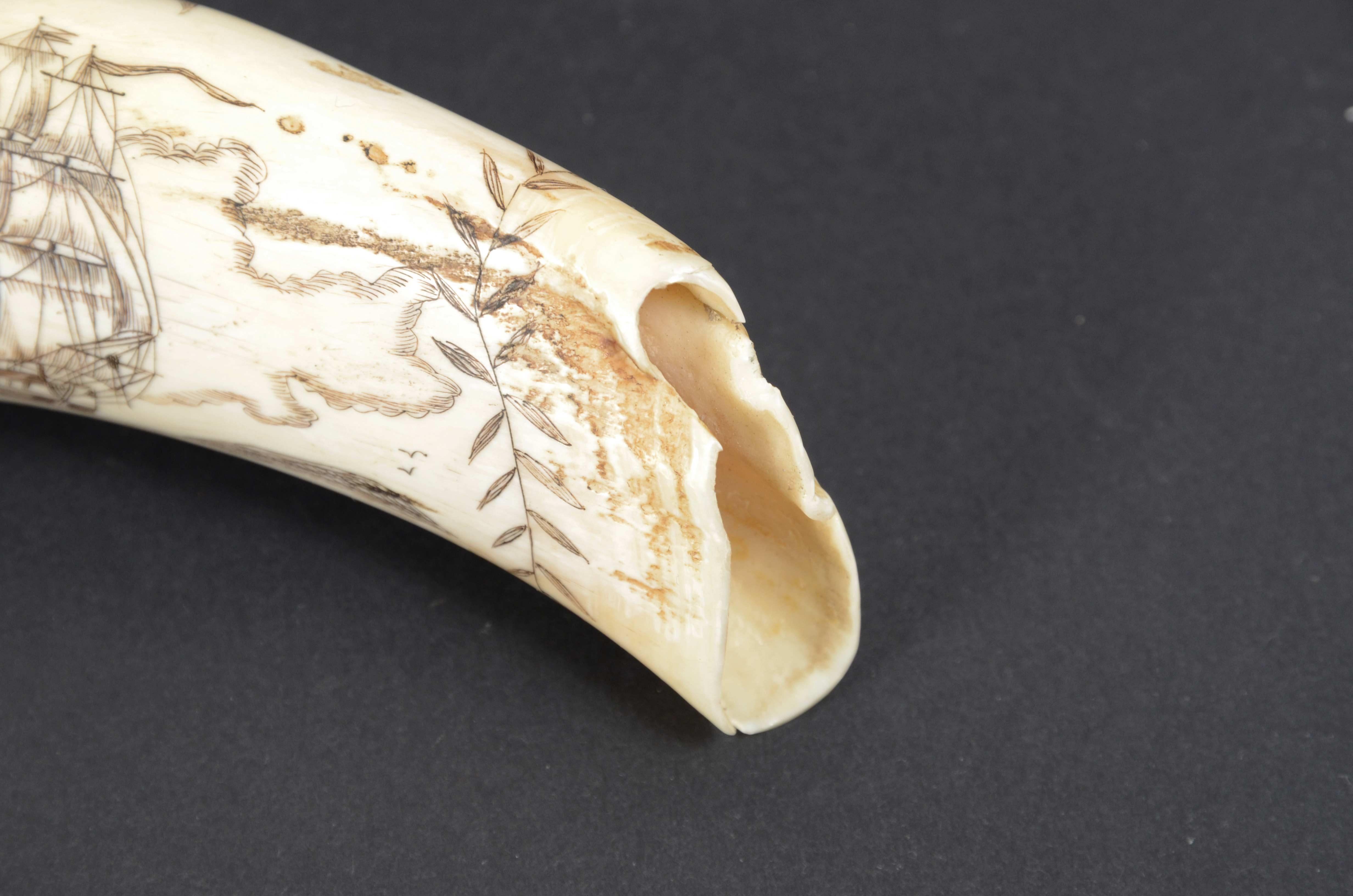 Scrimshaw of an engraved whale tooth mid-19th century cm 12, name of the Ship Fox For Sale 7