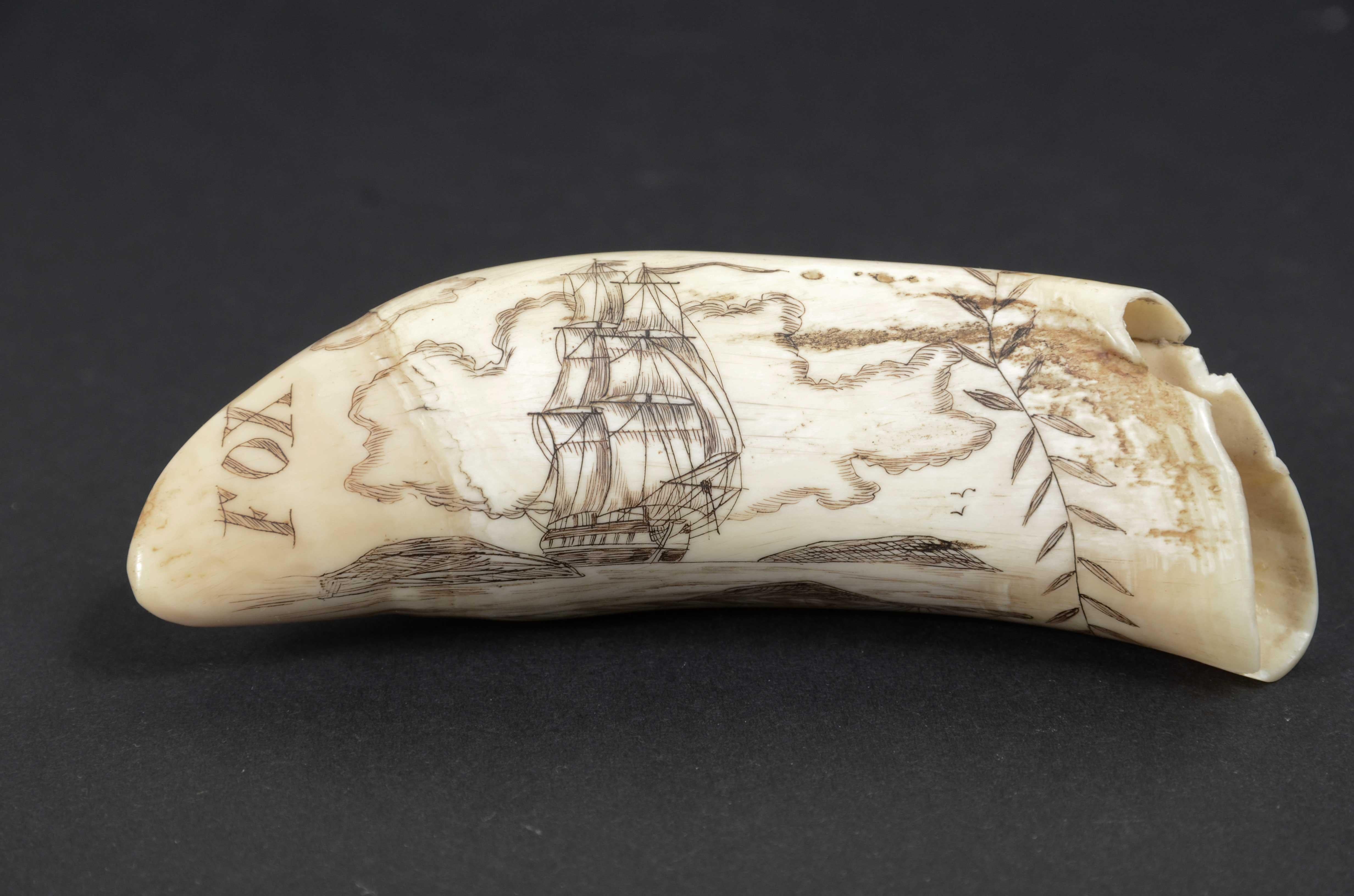 Scrimshaw of an engraved whale tooth mid-19th century cm 12, name of the Ship Fox For Sale 11