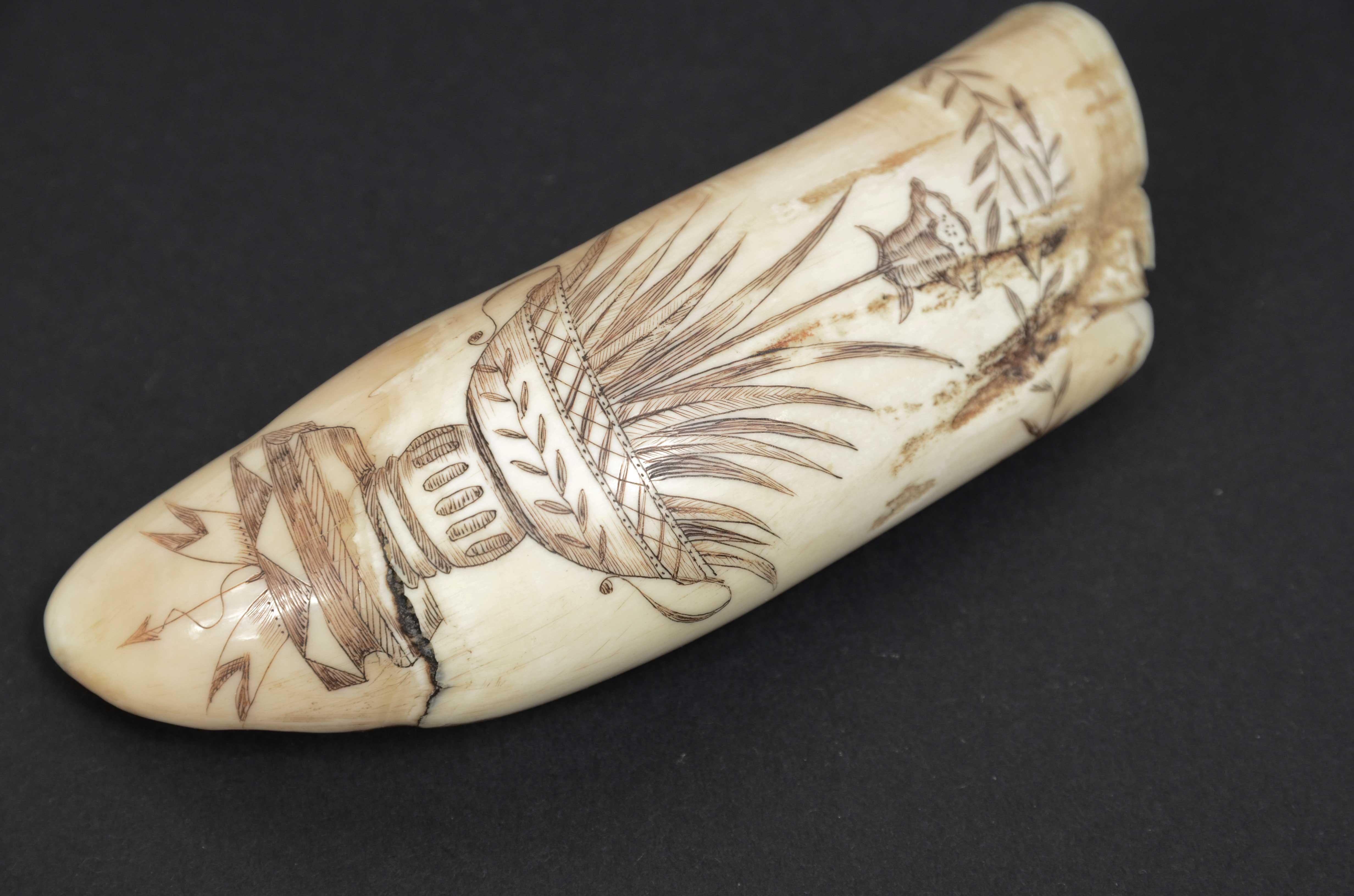 Scrimshaw of an engraved whale tooth, datable to around the mid-19th century, of fine workmanship length  cm 12.5, depicting on one side whaling ship with islands and birds in the background, on the side the name of the ship FOX. A large Greek
