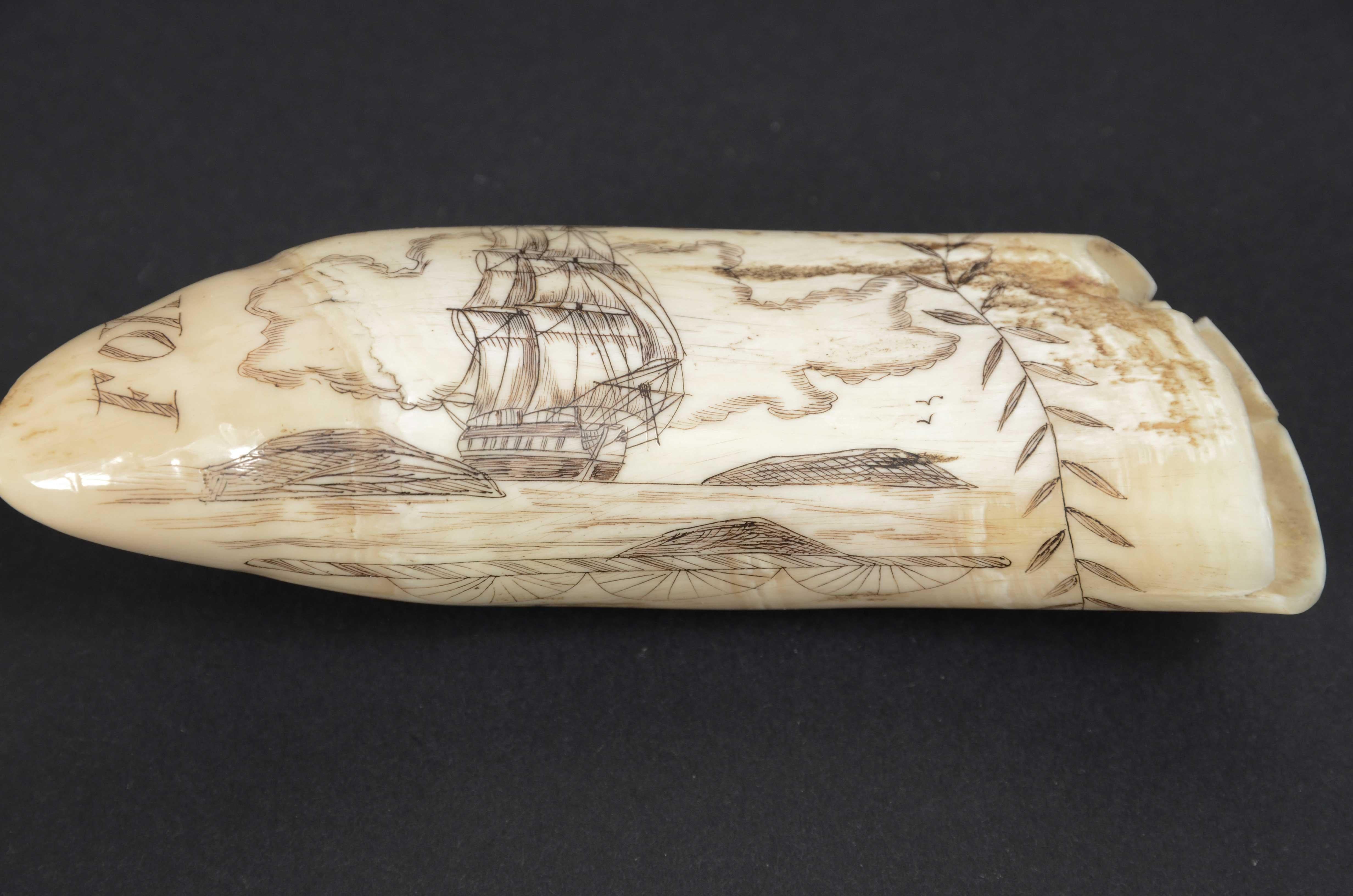 Scrimshaw of an engraved whale tooth mid-19th century cm 12, name of the Ship Fox In Good Condition For Sale In Milan, IT