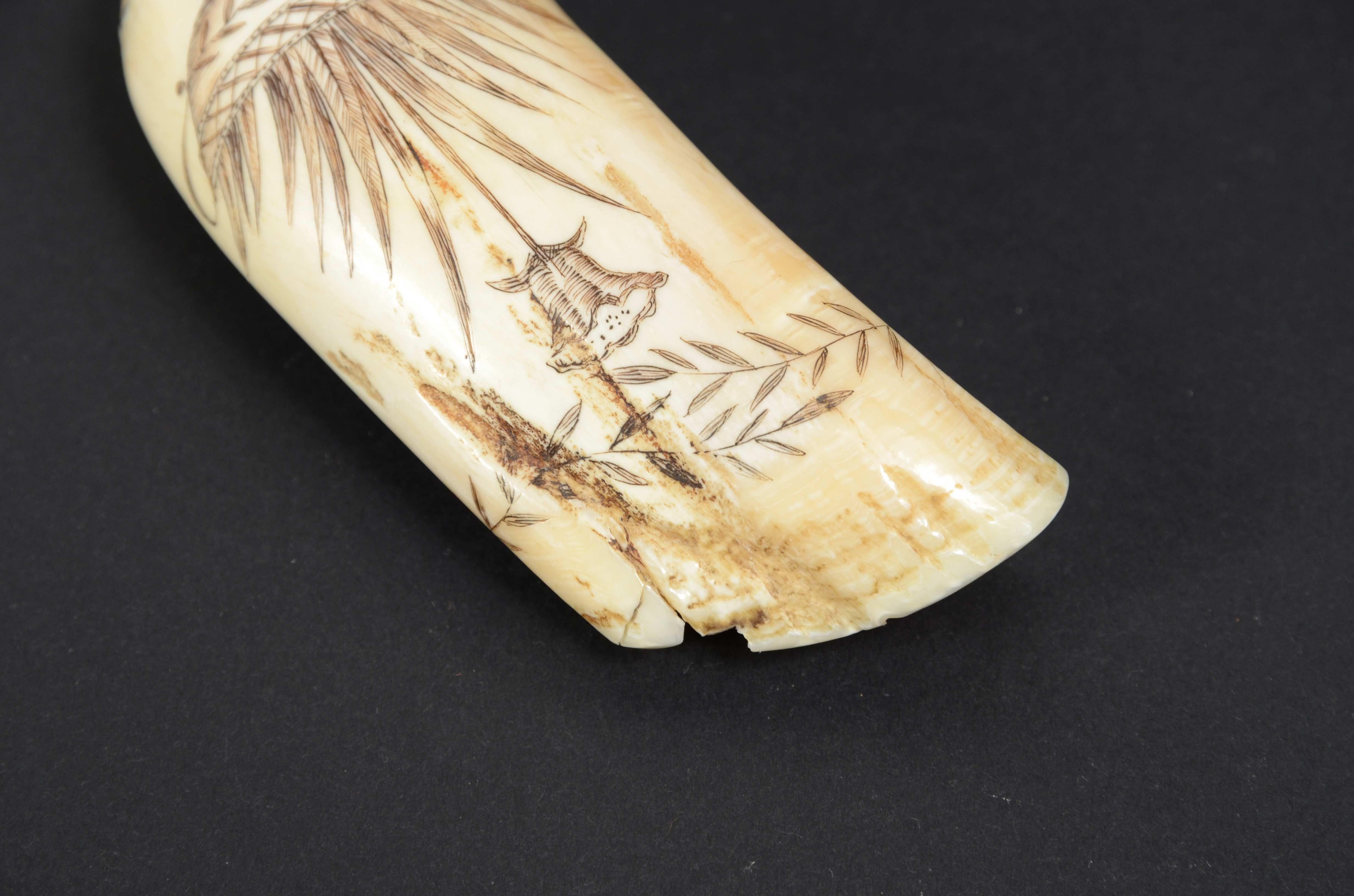 Scrimshaw of an engraved whale tooth mid-19th century cm 12, name of the Ship Fox For Sale 2