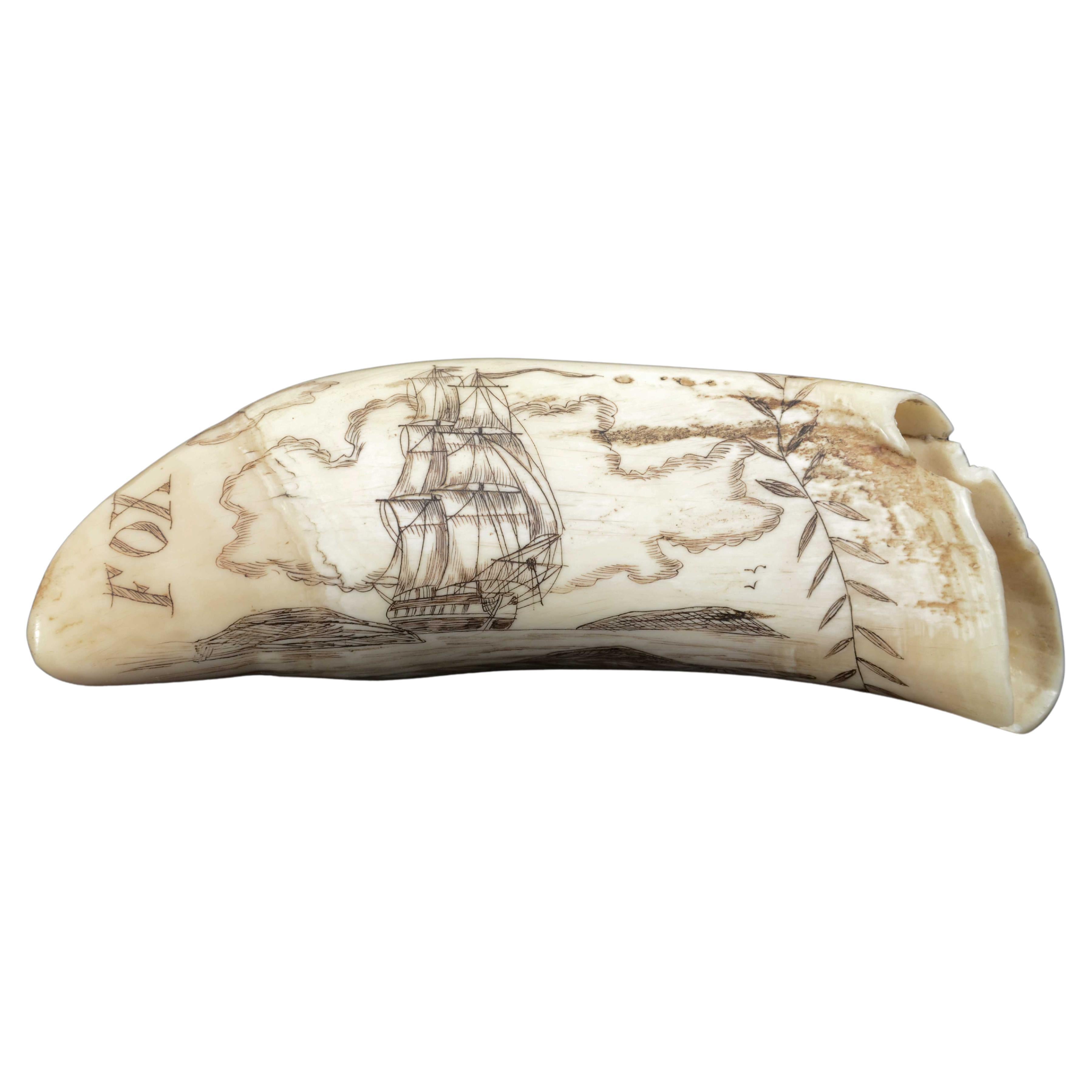 Scrimshaw eines gravierten Walzahns Mitte des 19. Jahrhunderts cm 12, Name des Schiffs Fox im Angebot